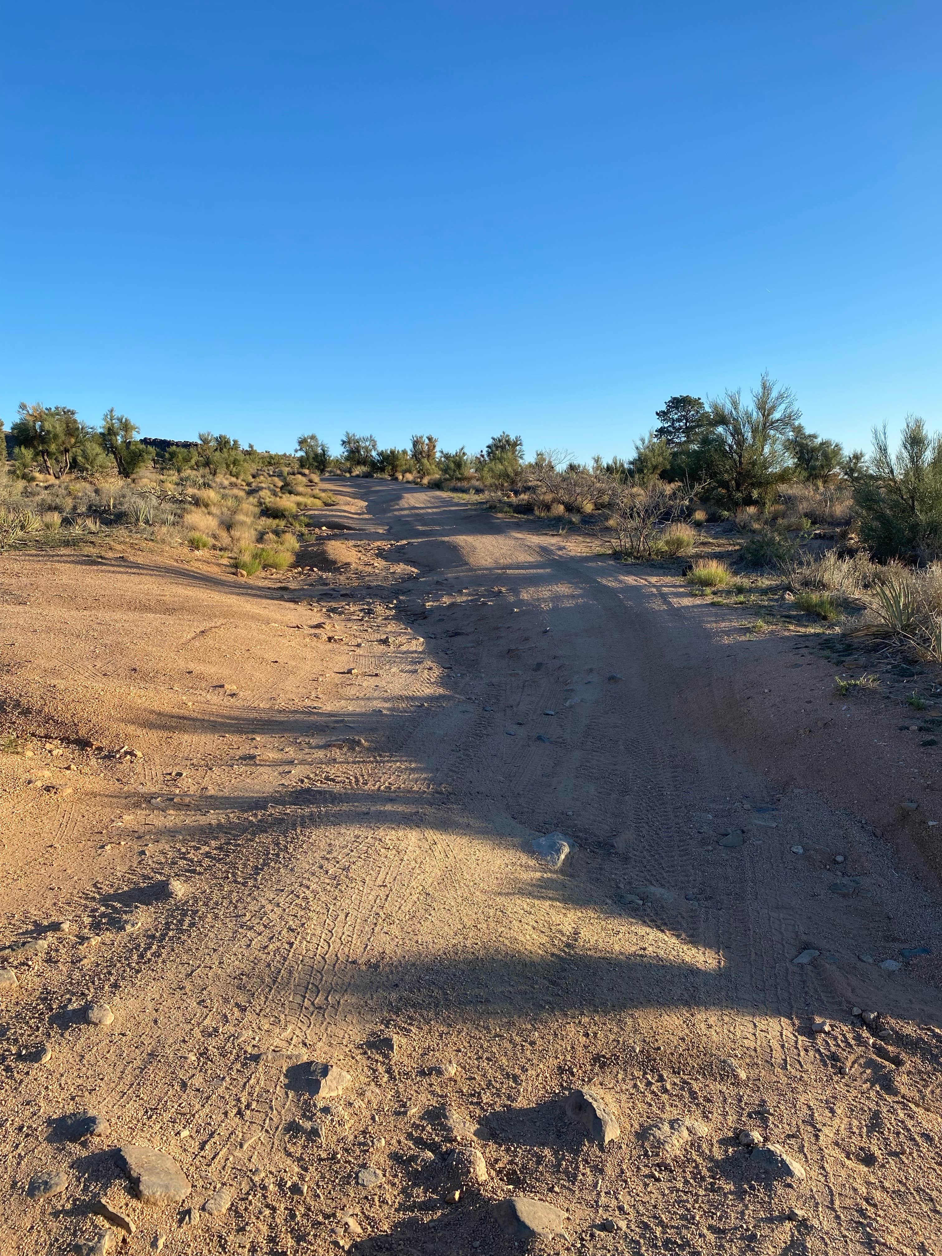 Camper-submitted photo at Hualapai Mountain Road near Kingman, AZ