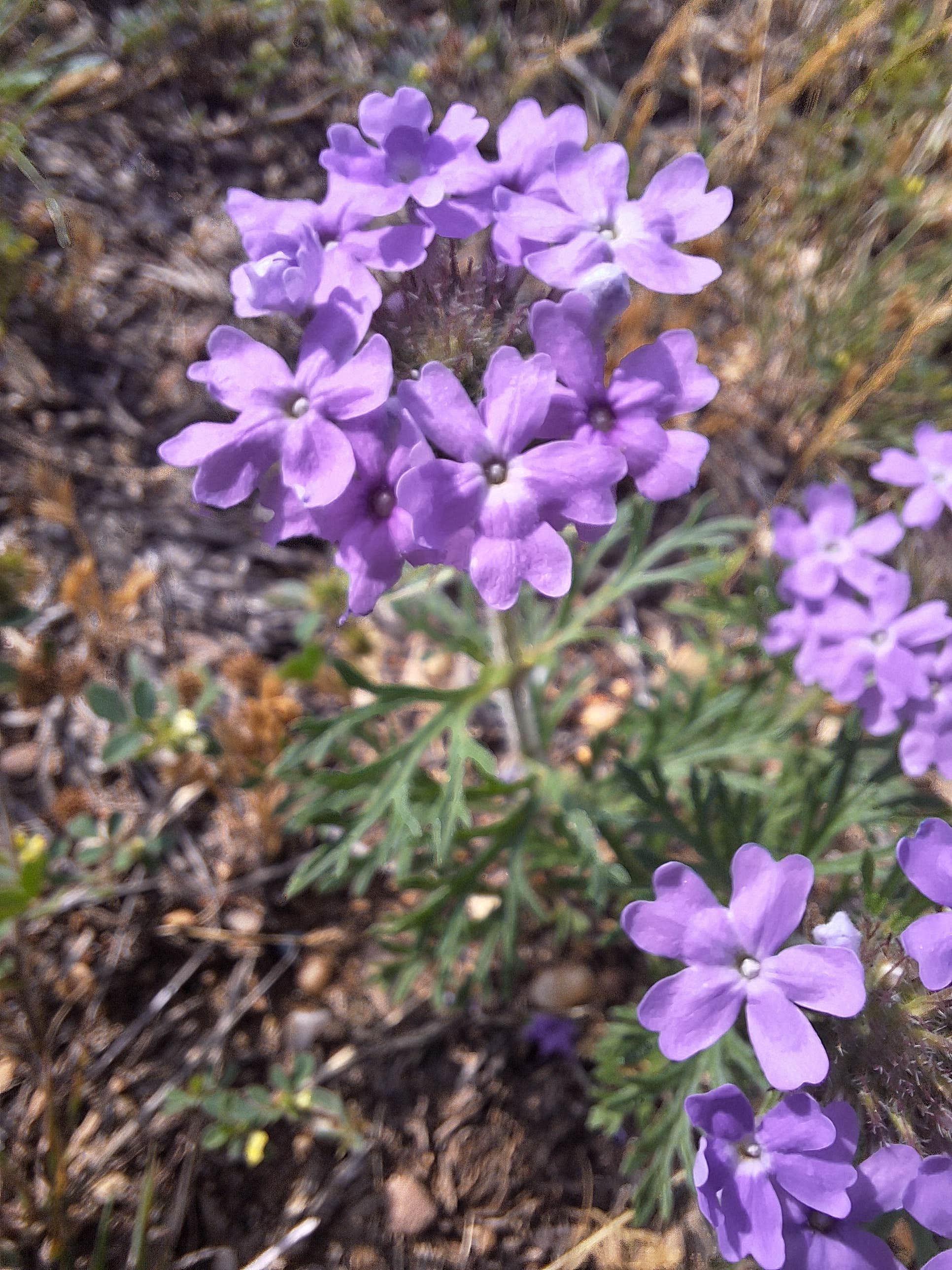 Camper-submitted photo at Hubbard Creek Public Recreation area near Albany, TX