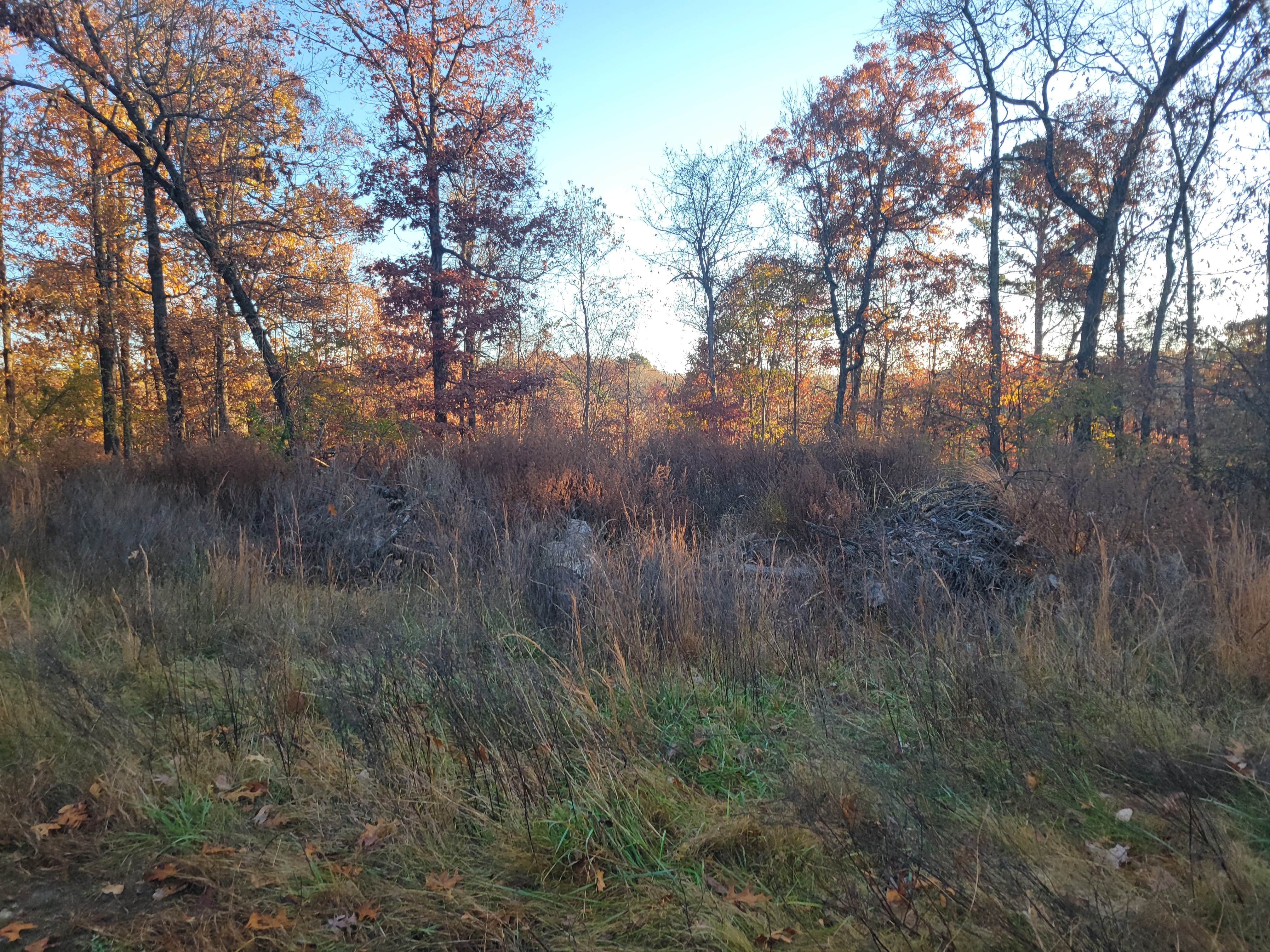 Camper-submitted photo at Huckleberry Ridge Conservation Area near Fayetteville, AR