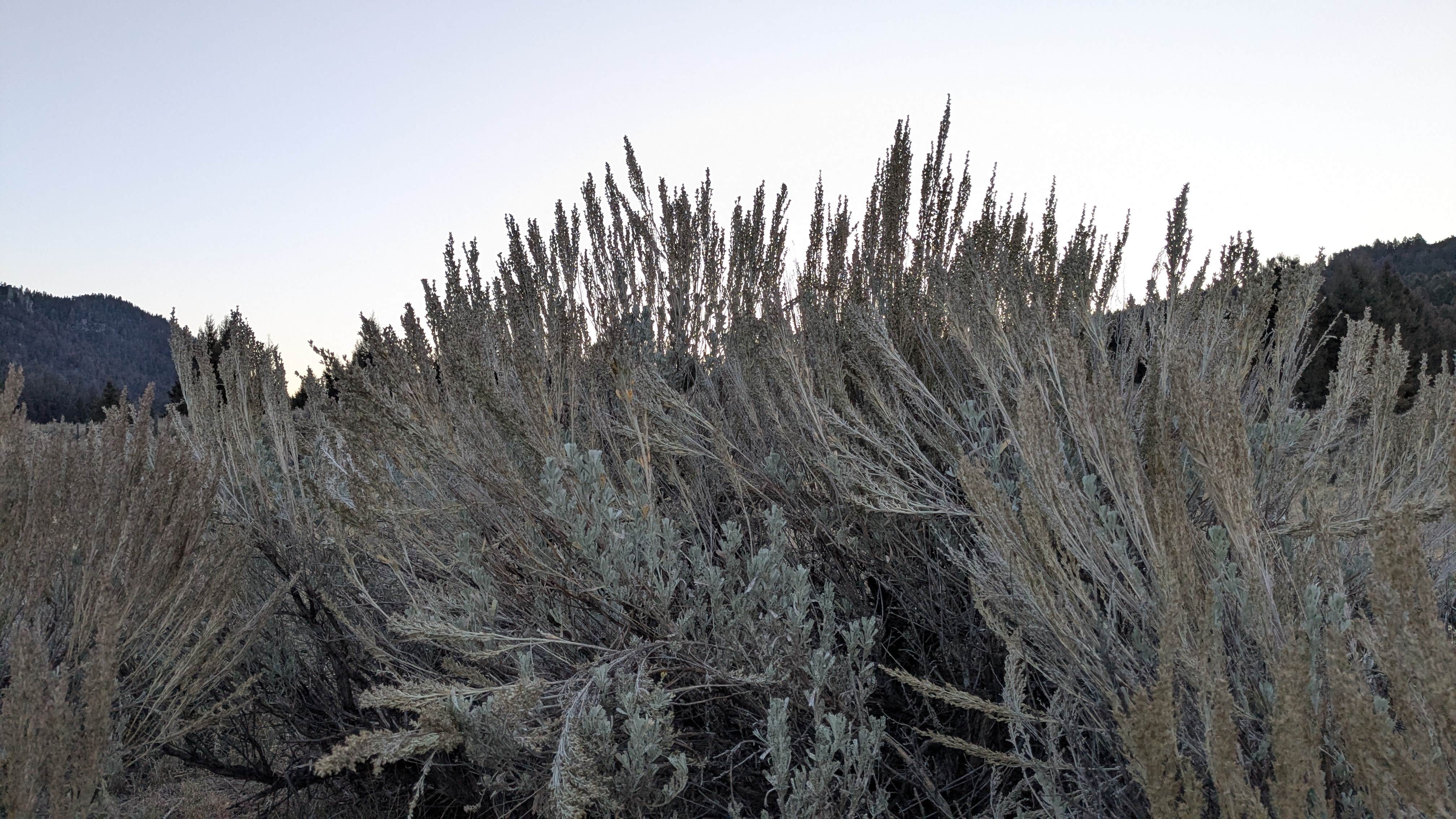 Camper-submitted photo at Humbug Spires Wilderness Study Area near Beaverhead-Deerlodge National Forest
