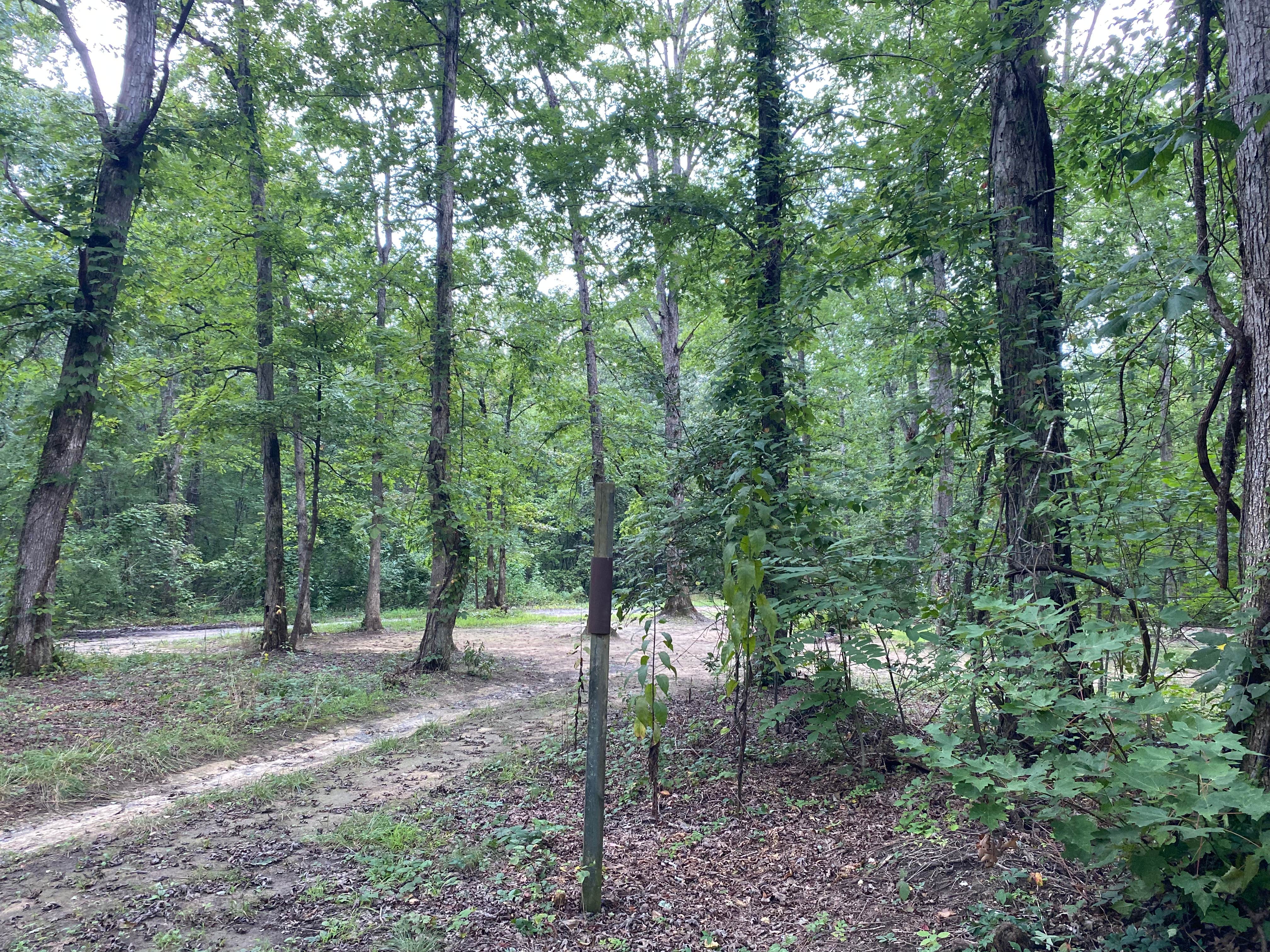 Camper-submitted photo at Hunter’s Check Station Campground - Prentice Cooper State Forest near Signal Mountain, TN