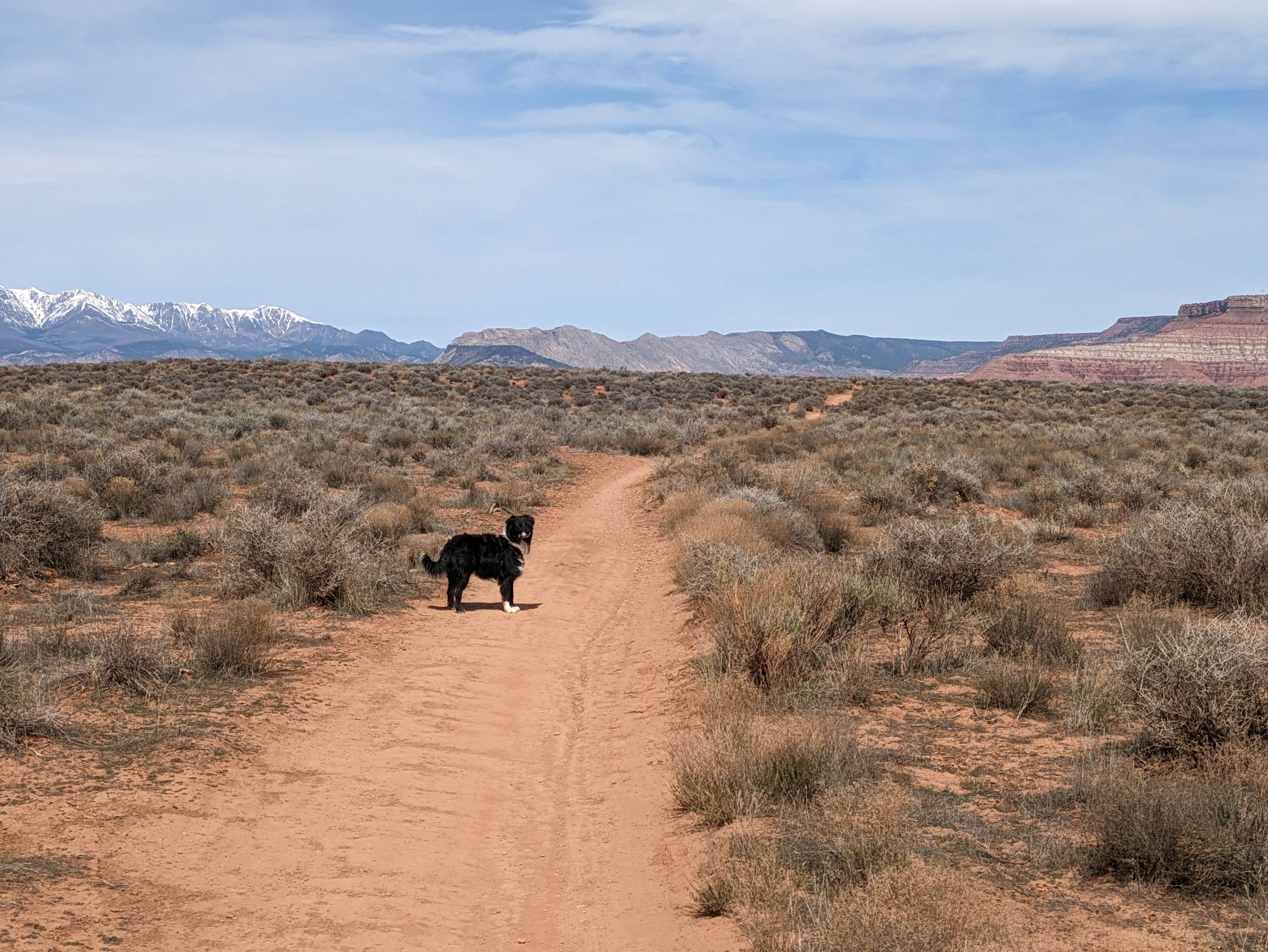 Hurricane Cliffs BLM dispersed 112 spur Camping Virgin, UT