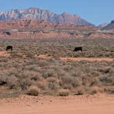 Review photo of Hurricane Cliffs BLM dispersed #1-12 spur by Steve O., March 17, 2026