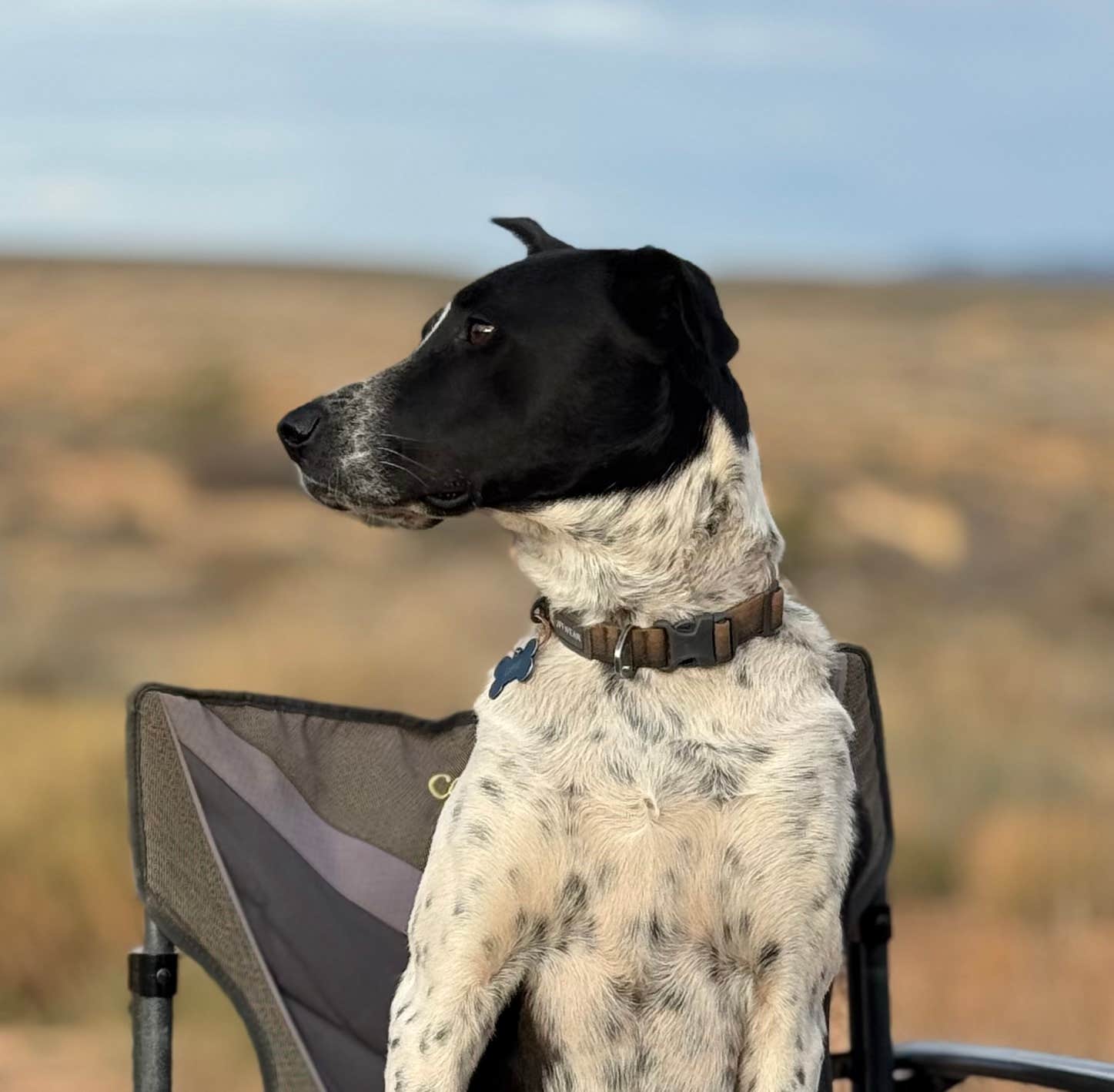 David N.'s photo of camping with pets at Hurricane Cliffs BLM dispersed #39 near Virgin, UT