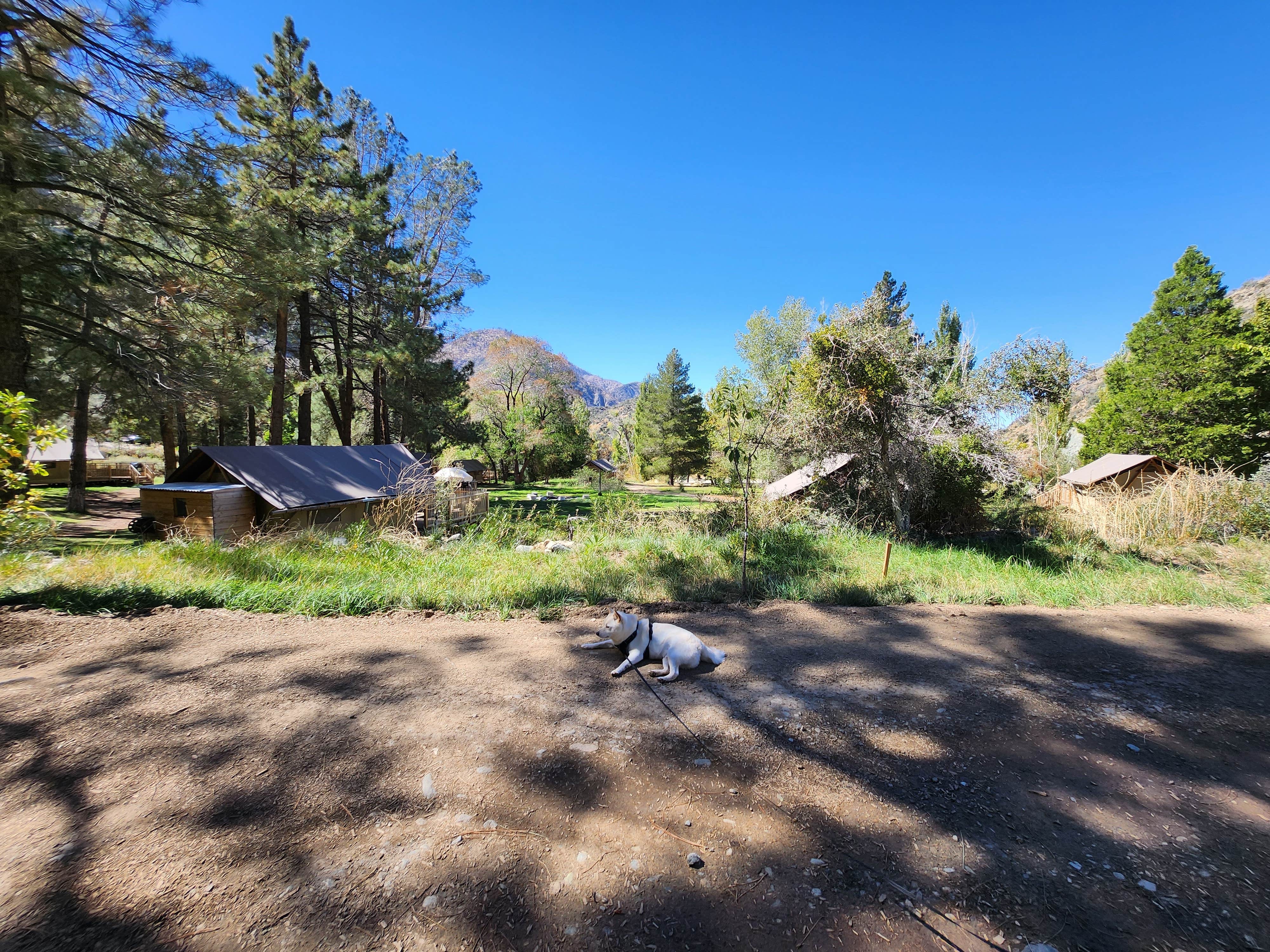 OldskoolEG6 X.'s photo of camping with pets at Huttopia Paradise Springs near Verdugo City, CA