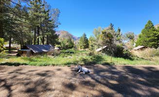 OldskoolEG6 X.'s photo of camping with pets at Huttopia Paradise Springs near San Dimas, CA
