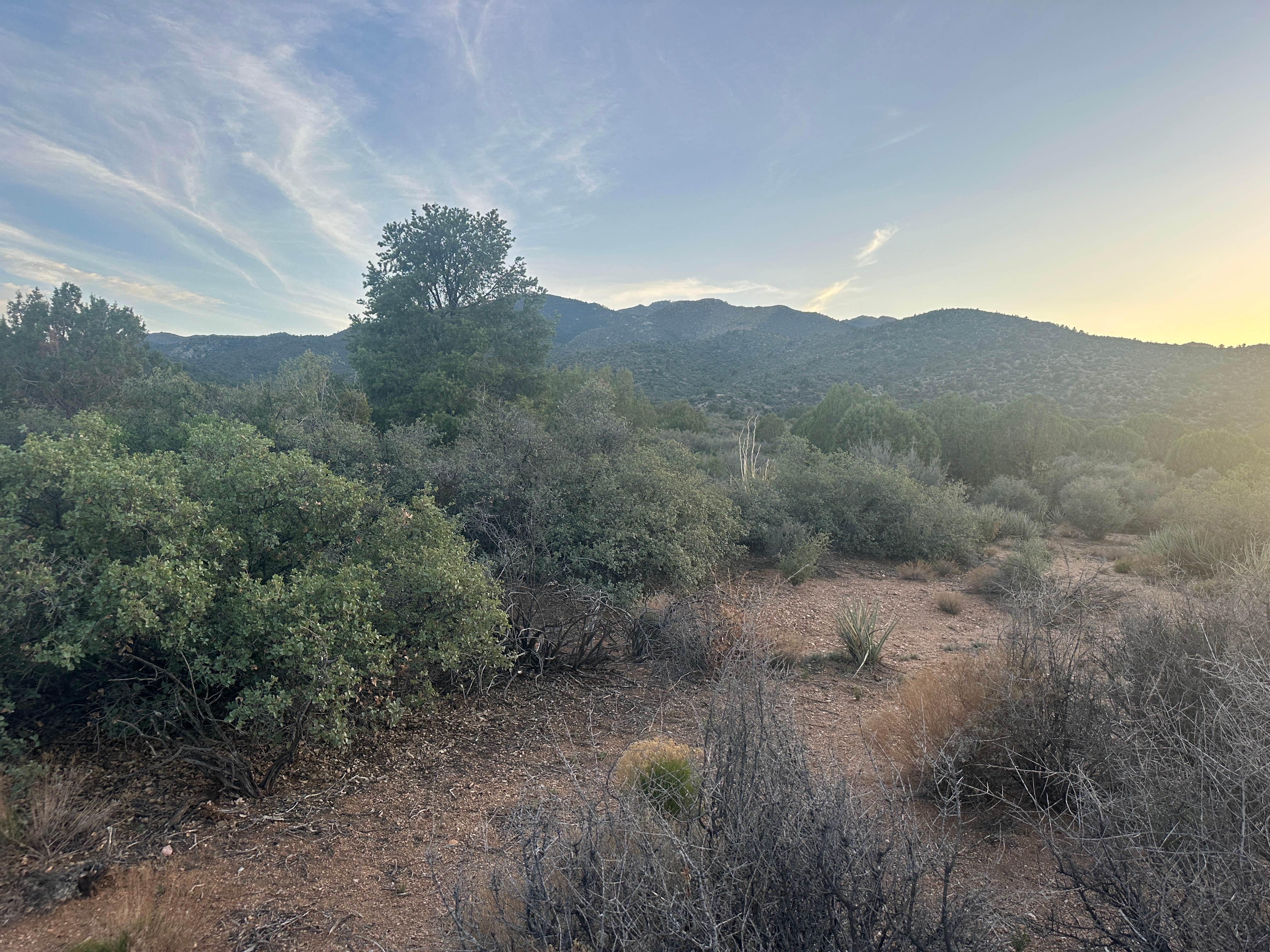 Camper-submitted photo at Hwy 193 BLM Dispersed near Peach Springs, AZ