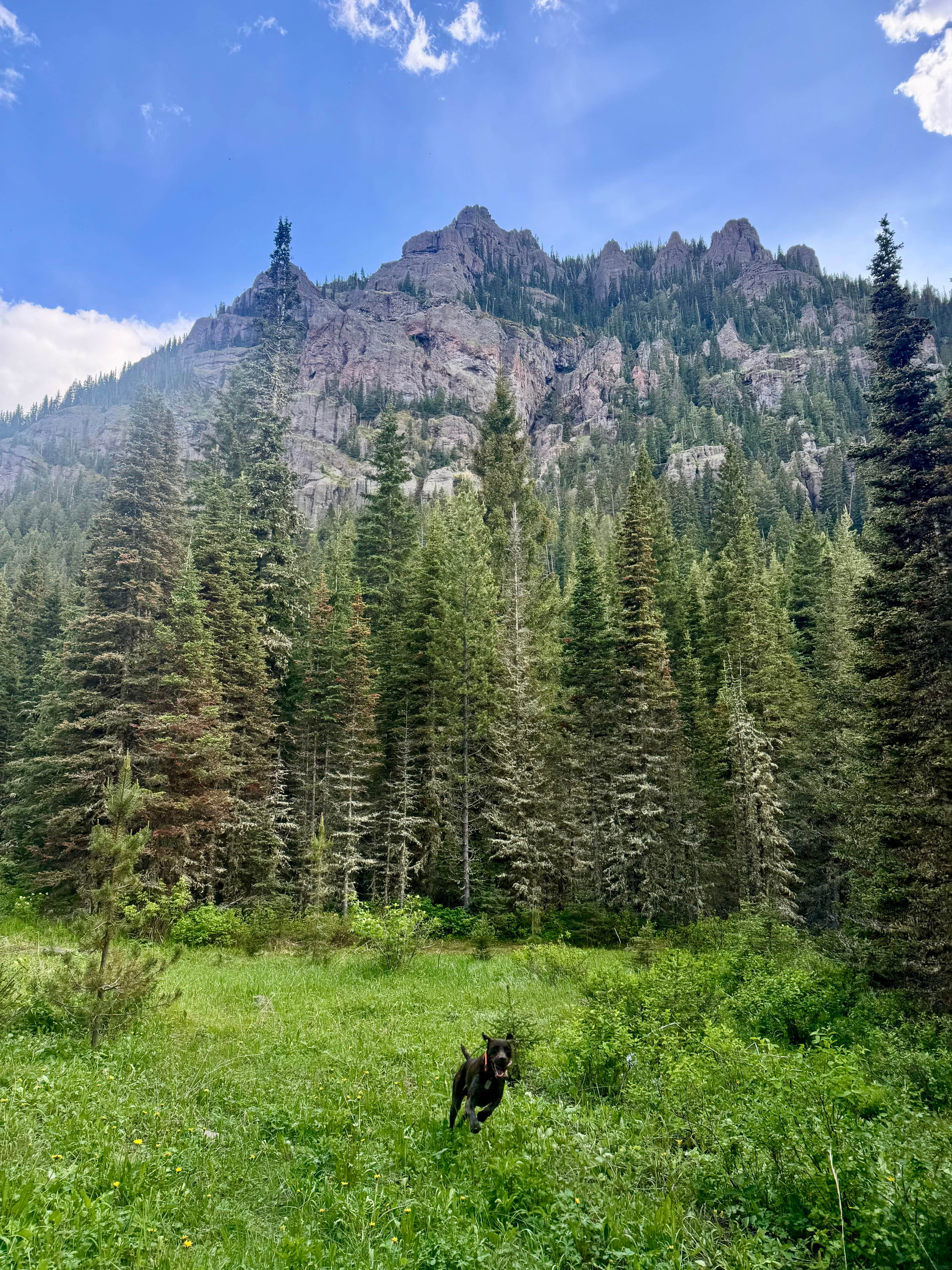 Reames C.'s photo of camping with pets at Hyalite Canyon Dispersed - FS 1046 near Gallatin National Forest