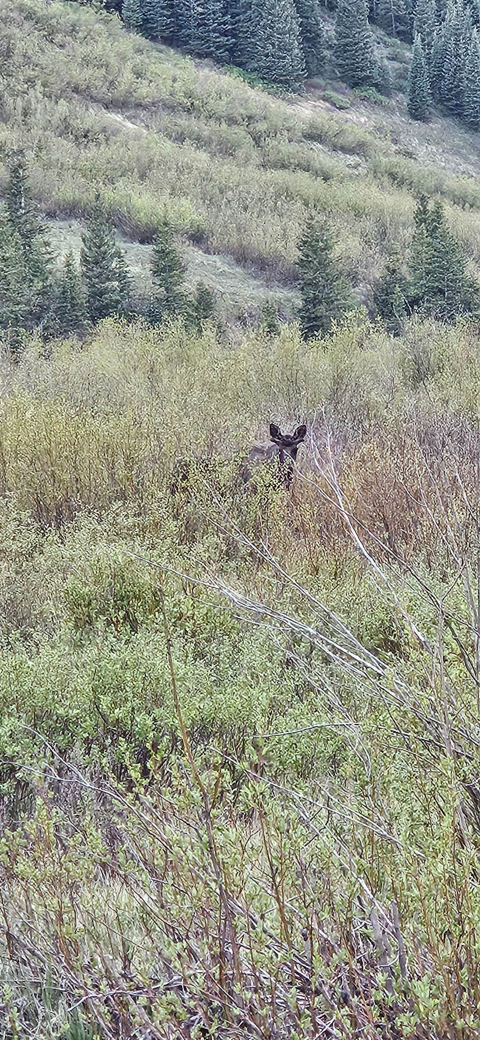 Nature