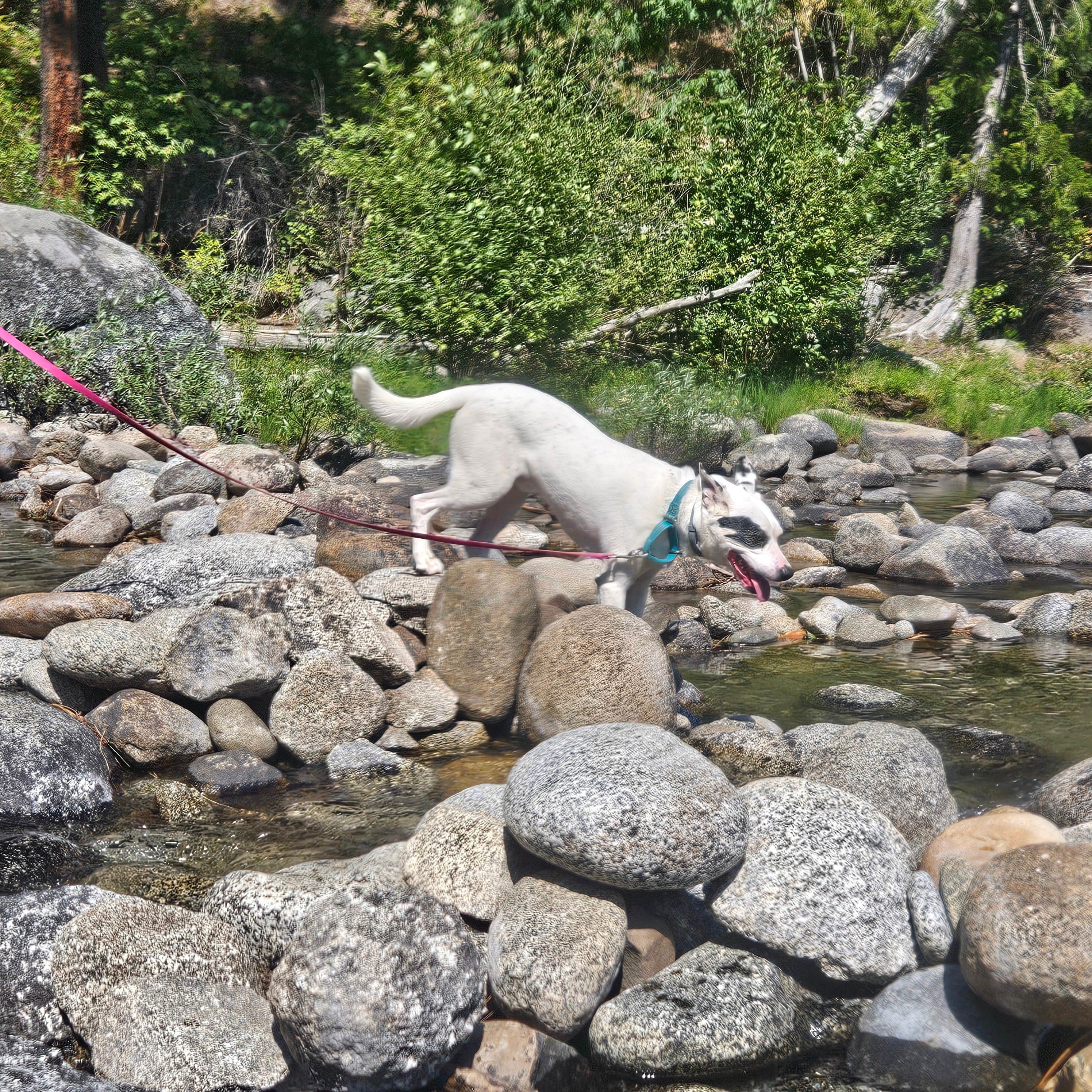 Jamie A.'s photo of camping with pets at Icicle River RV Resort near Okanogan-Wenatchee National Forest