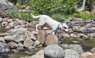 Jamie A.'s photo of camping with pets at Icicle River RV Resort near Wenatchee, WA