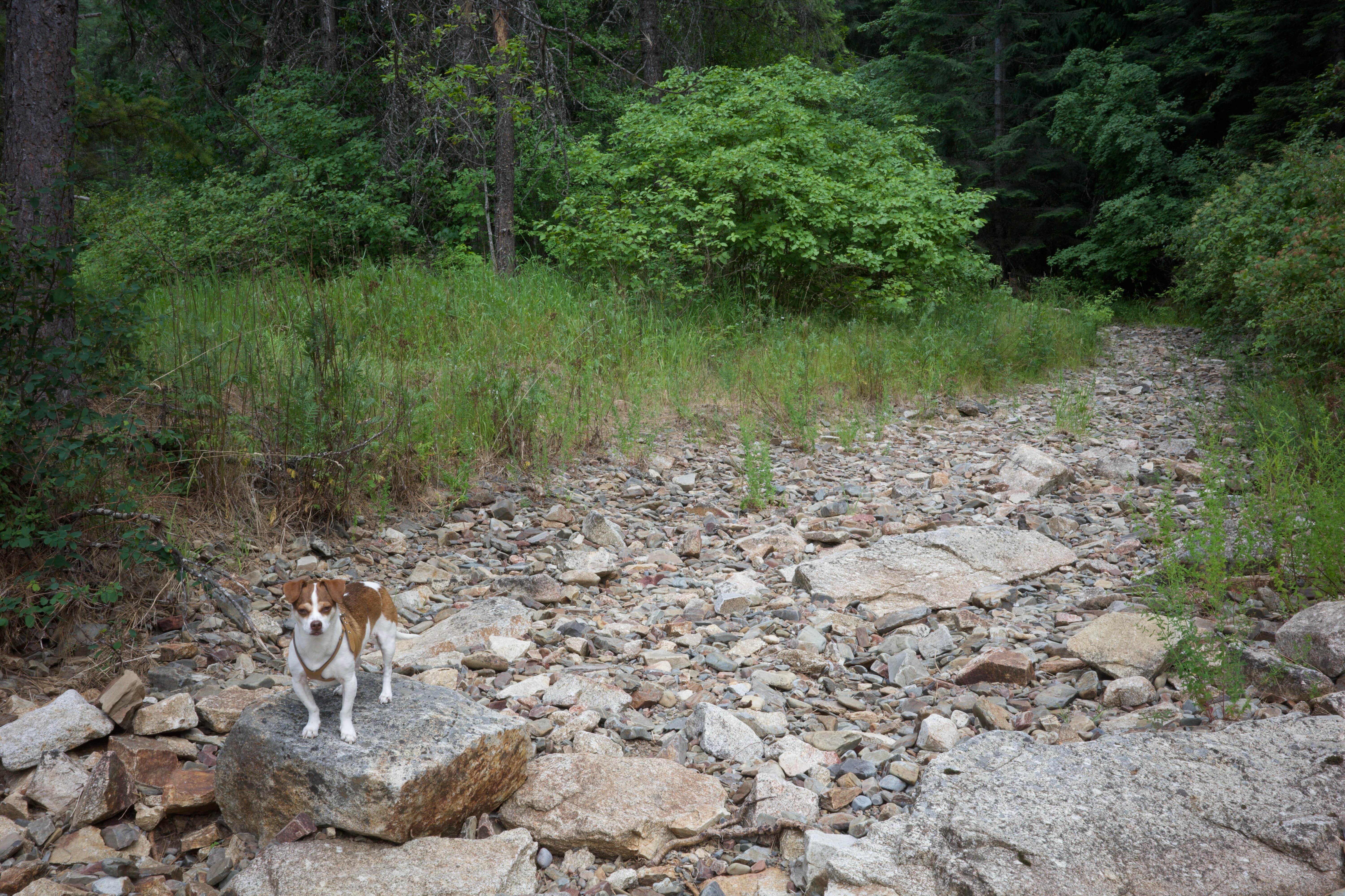 Cynthea G.'s photo of camping with pets at Beauty Creek Campground near Coeur d'Alene, ID