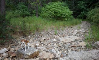 Cynthea G.'s photo of camping with pets at Beauty Creek Campground near Coeur d'Alene, ID