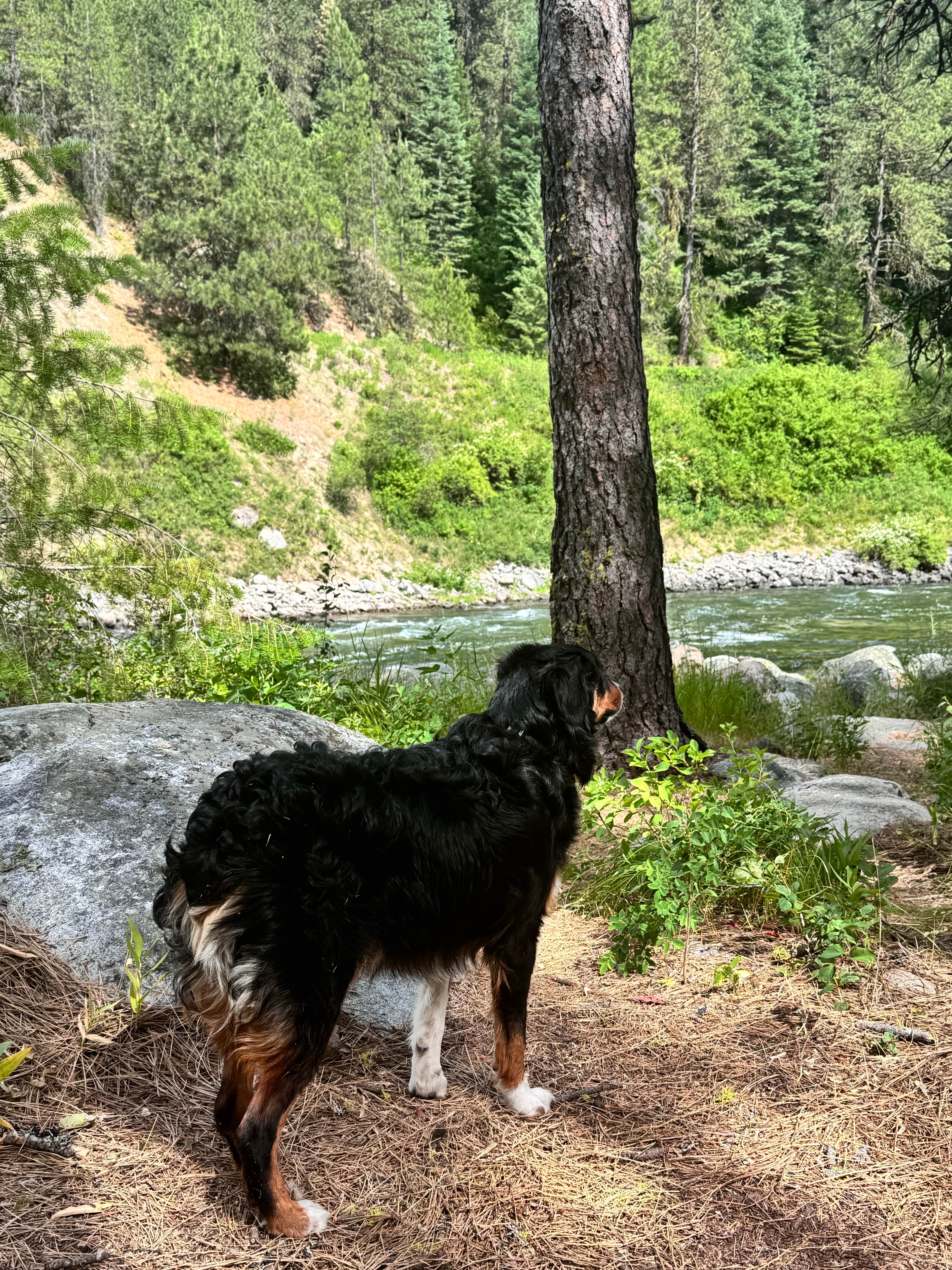 phyliss G.'s photo of camping with pets at Big Eddy Campground near Idaho City, ID