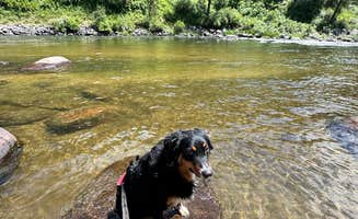 phyliss G.'s photo of camping with pets at Big Eddy Campground near Ola, ID