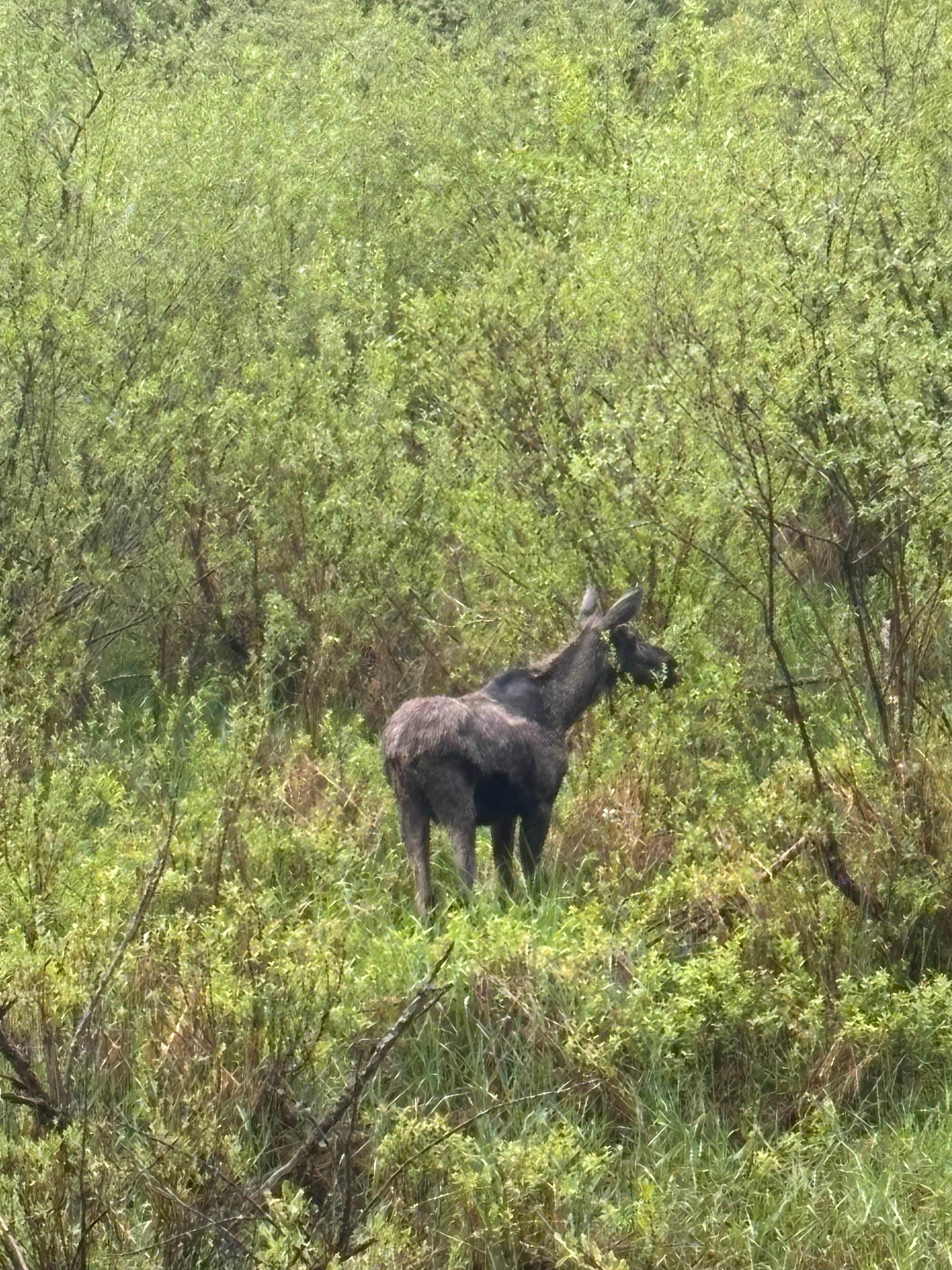 Bristol's photo of camping with a horse at Breakwater Campground near Clark Fork, ID