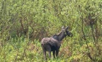 Bristol's photo of camping with a horse at Breakwater Campground in Idaho
