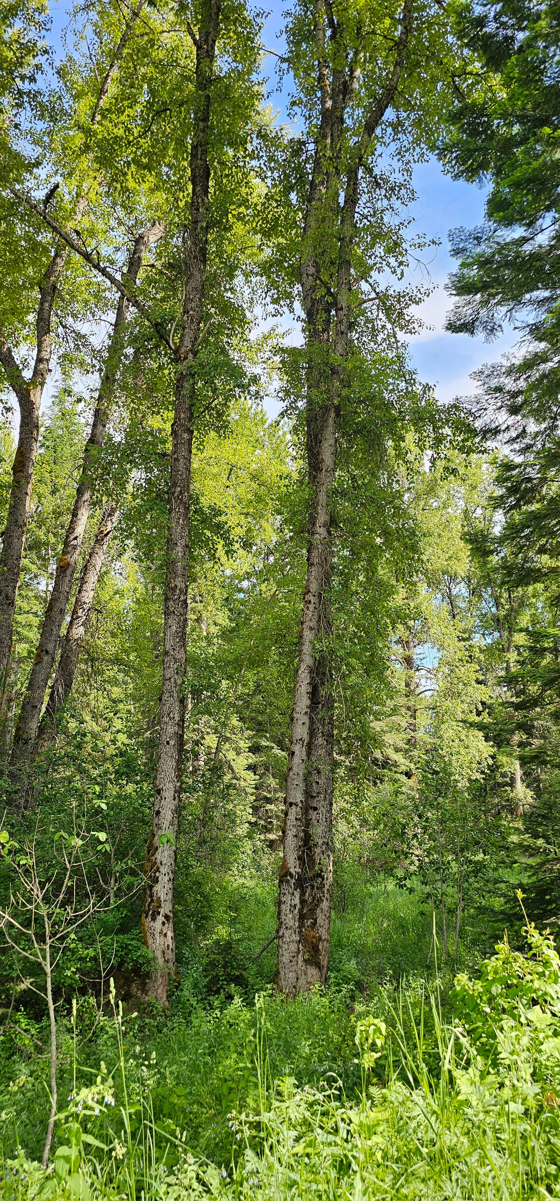Camper-submitted photo at Breakwater Campground near Athol, ID