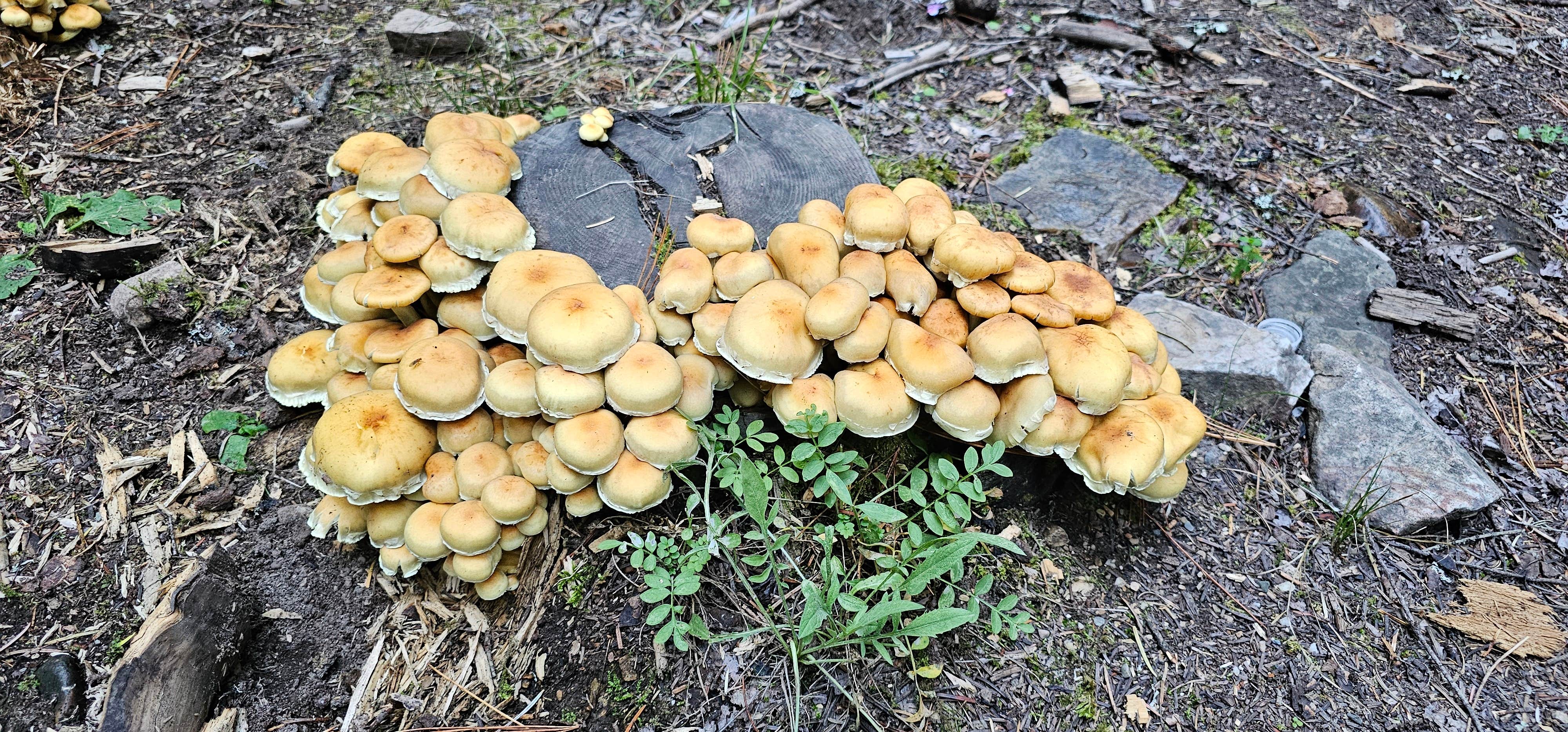 Camper-submitted photo at Breakwater Campground near Athol, ID