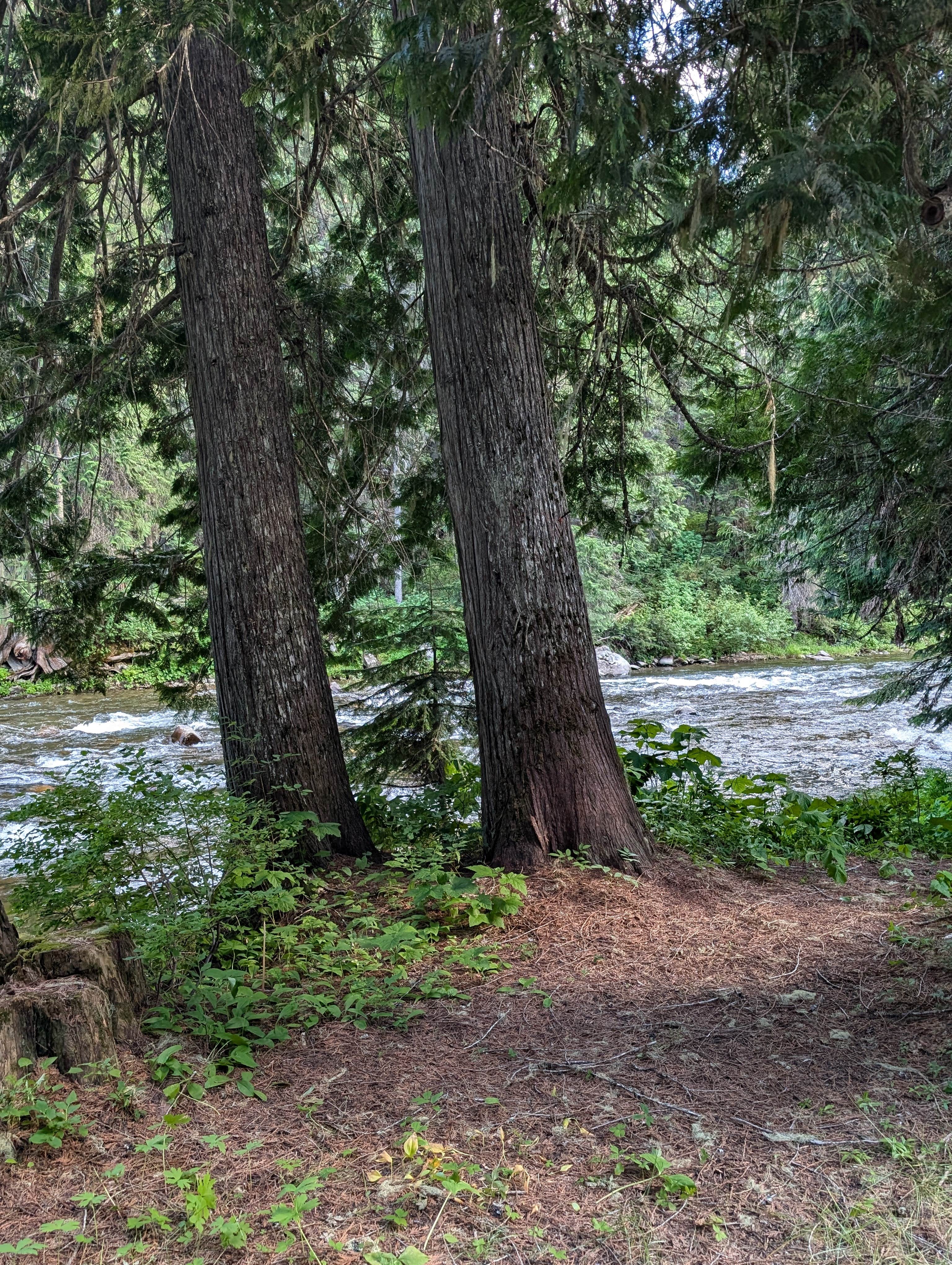 Camper-submitted photo at Cedars Campground near Superior, MT
