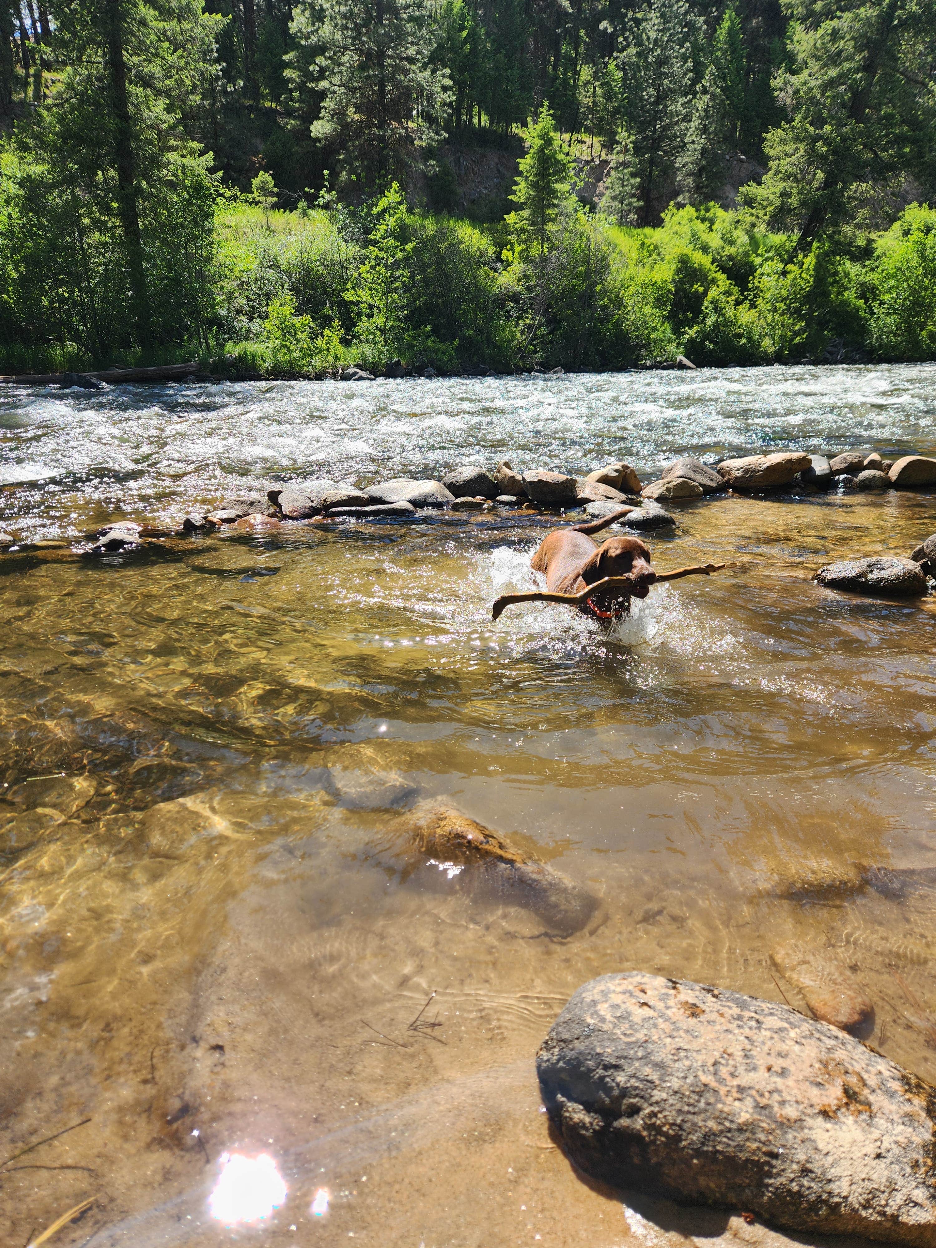 Traci B.'s photo of camping with pets at Deadwood Campground near Banks, ID