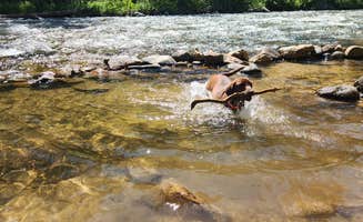 Traci B.'s photo of camping with pets at Deadwood Campground near Atlanta, ID