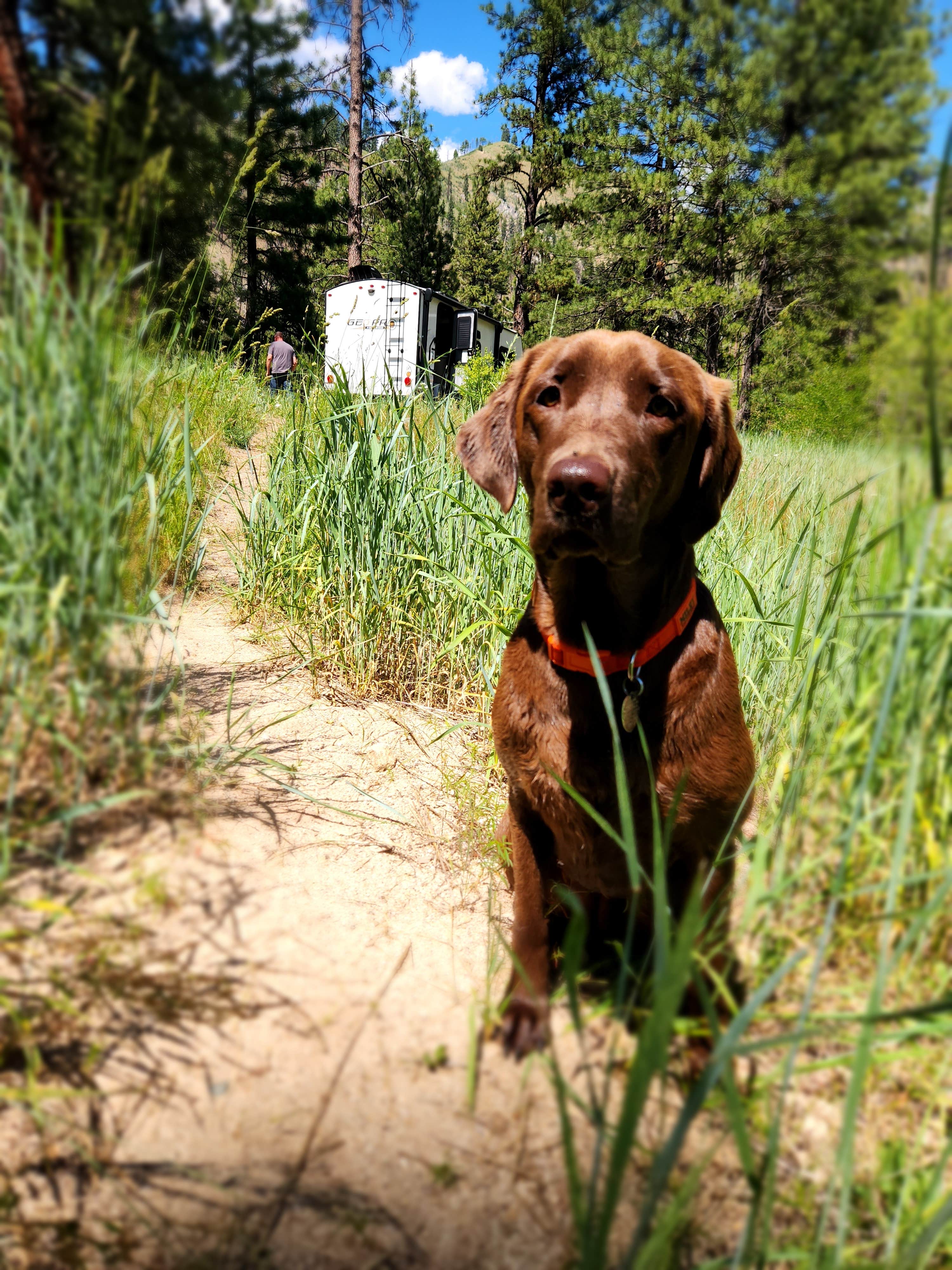 Traci B.'s photo of camping with pets at Deadwood Campground near Idaho City, ID