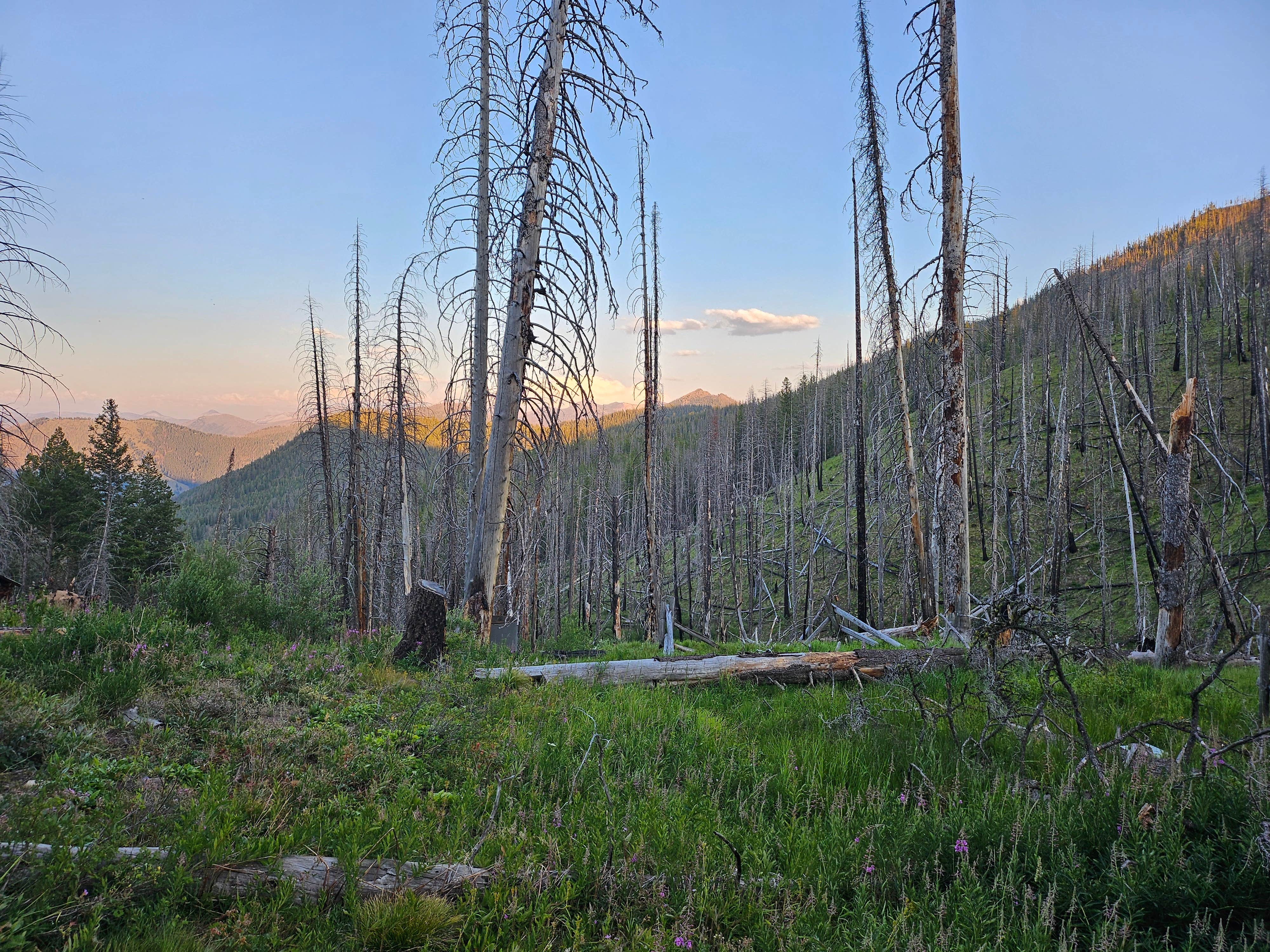 Camping near Deer Gulch: Indian Springs, Salmon-Challis National Forest, Idaho