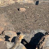 Review photo of Lava Flow Campground — Craters of the Moon National Monument by Georgia L., April 29, 2025