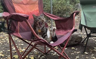 dallas H.'s photo of camping with pets at Malad Summit Campground near Inkom, ID