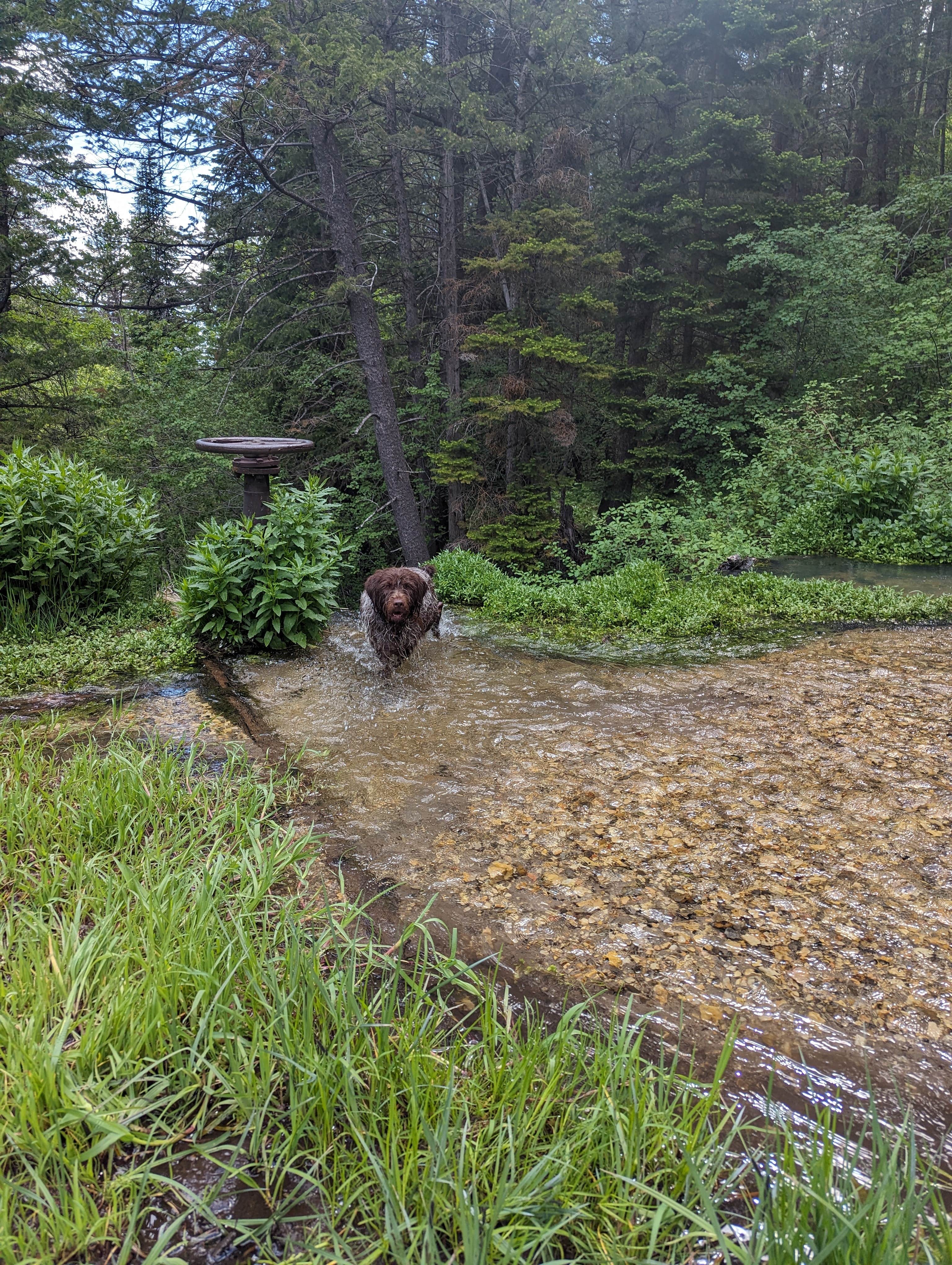 Valorie H.'s photo of camping with pets at Malad Summit Campground near Pocatello, ID
