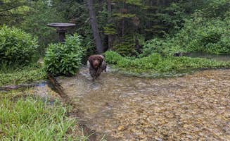 Valorie H.'s photo of camping with pets at Malad Summit Campground near Lava Hot Springs, ID