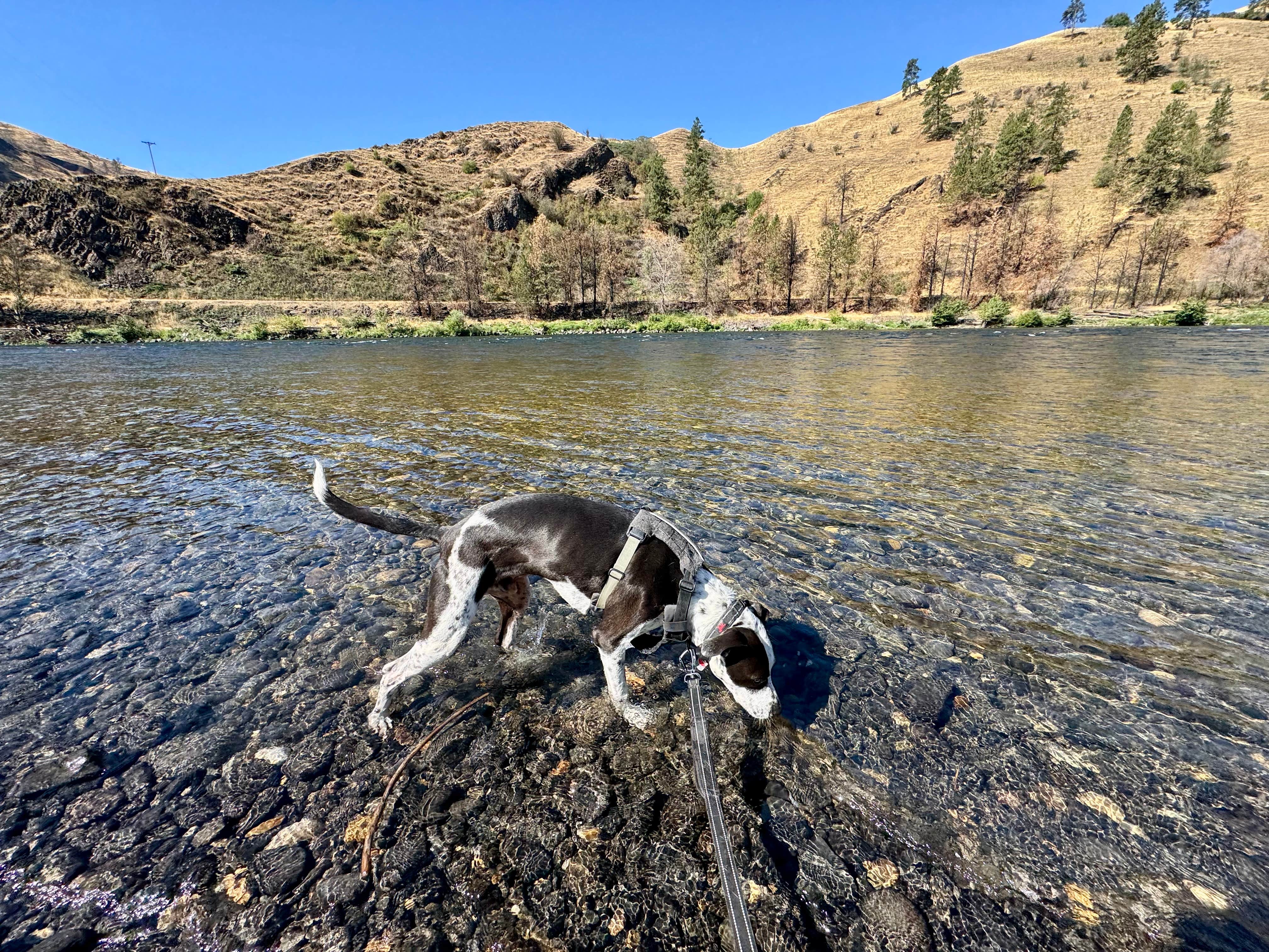 Don M.'s photo of camping with pets at McKay's Bend Recreation Site near Moscow, ID