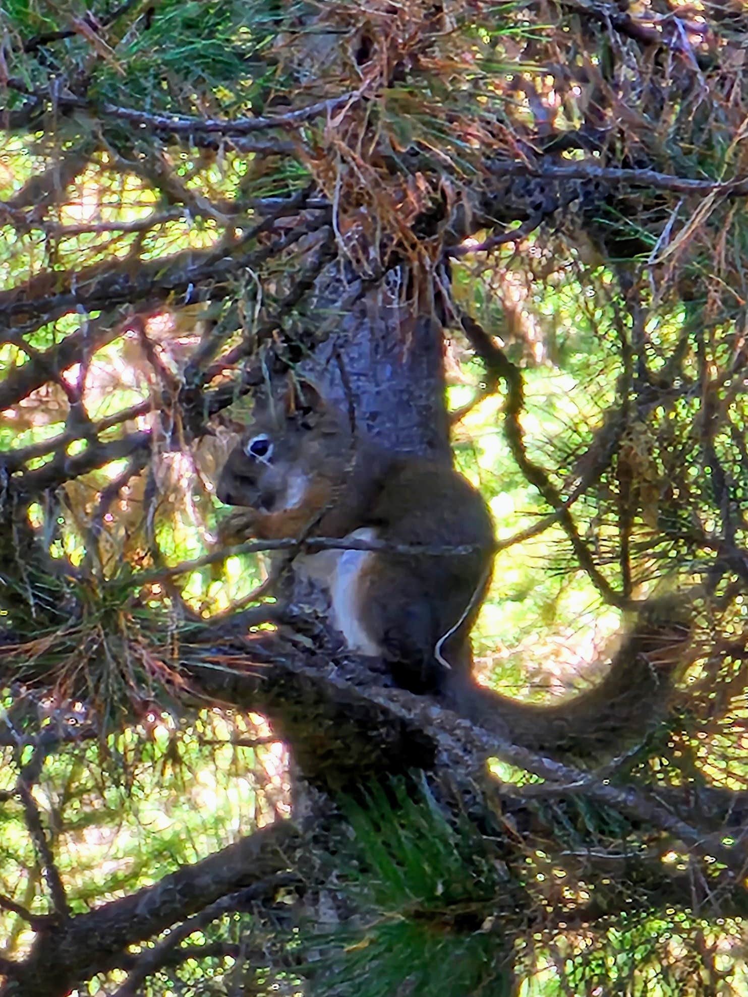 Joann M.'s photo of camping with pets at Mike Harris near Driggs, ID
