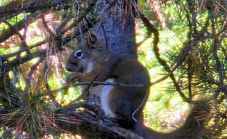 Joann M.'s photo of camping with pets at Mike Harris near Victor, ID
