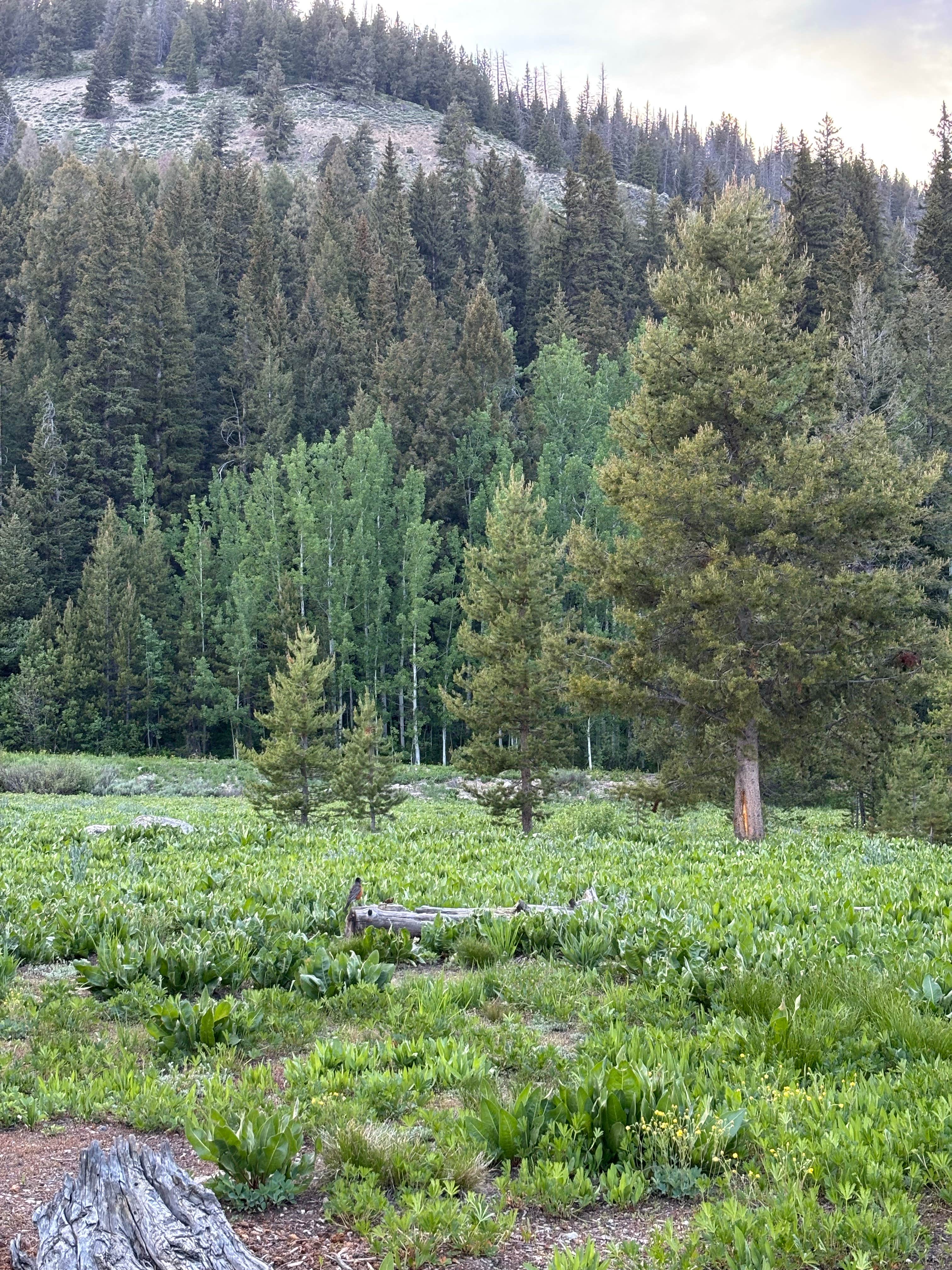 Camper-submitted photo at North Shore Campground (Alturas) near Sawtooth National Forest