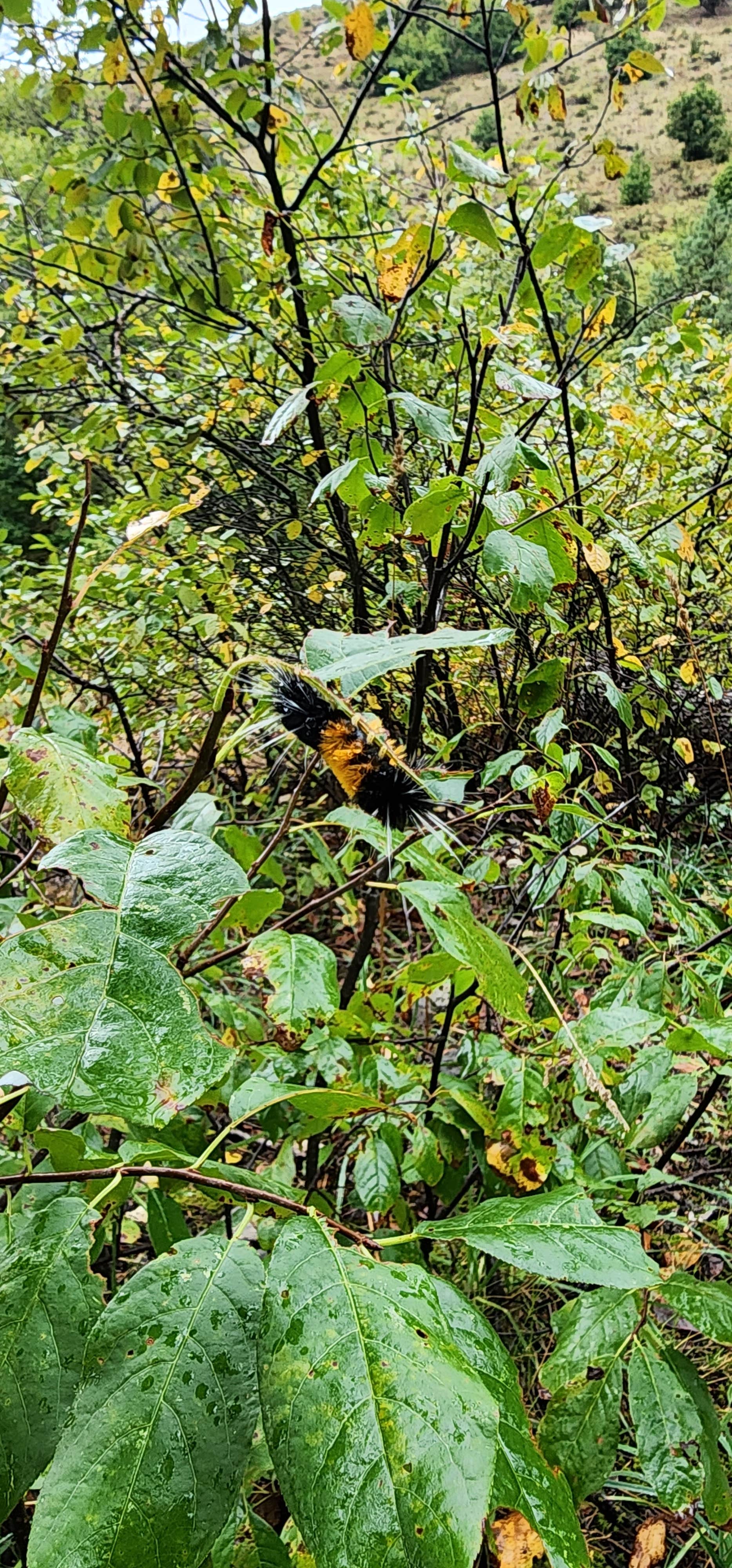 Camper-submitted photo at Palisades Creek Campground near Jackson, WY