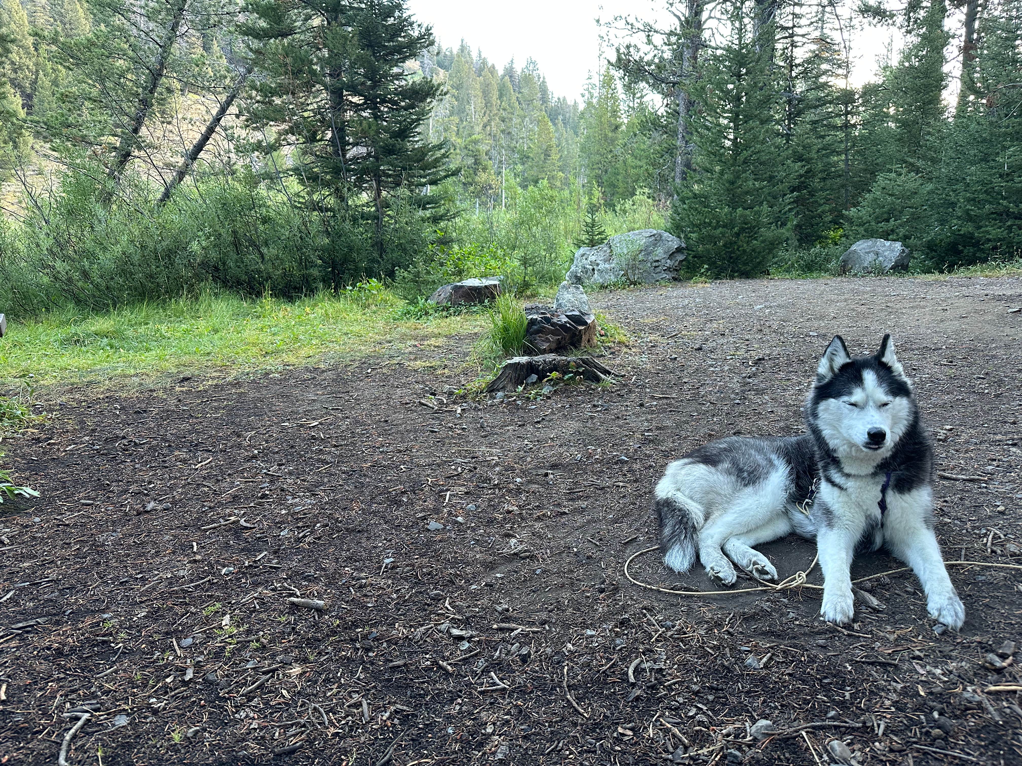 Kaitlyn P.'s photo of camping with pets at Park Creek Campground near Arco, ID