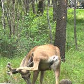 Review photo of Peninsula Campground — Ponderosa State Park by reed C., June 16, 2026