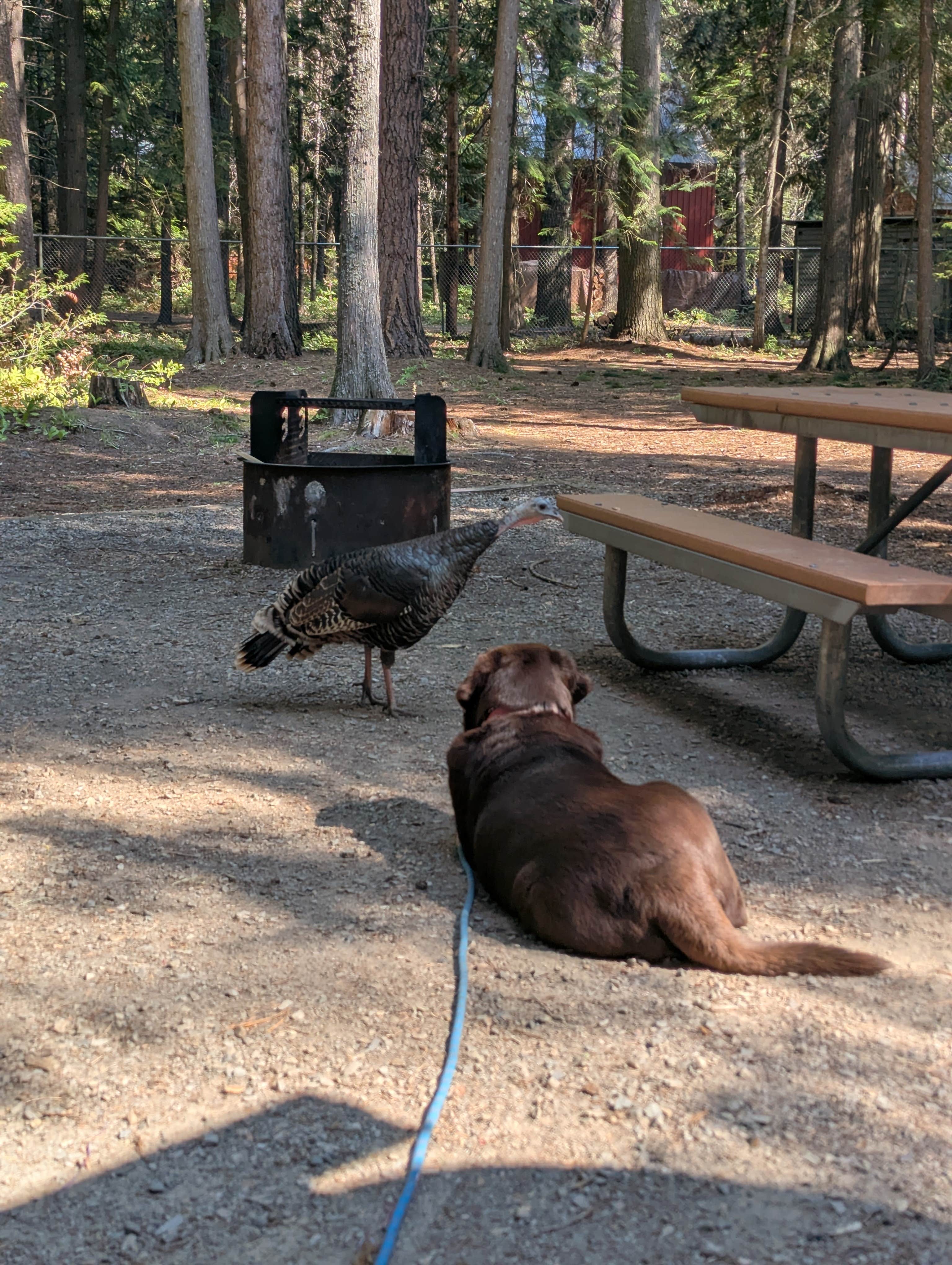 John D.'s photo of camping with pets at Riley Creek Campground near Sagle, ID