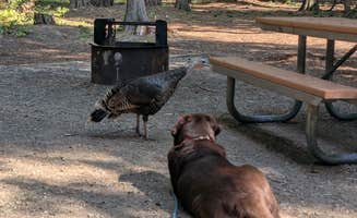 John D.'s photo of camping with pets at Riley Creek Campground near Cusick, WA