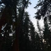Review photo of Riley Creek Campground by Phillip C., August 28, 2025