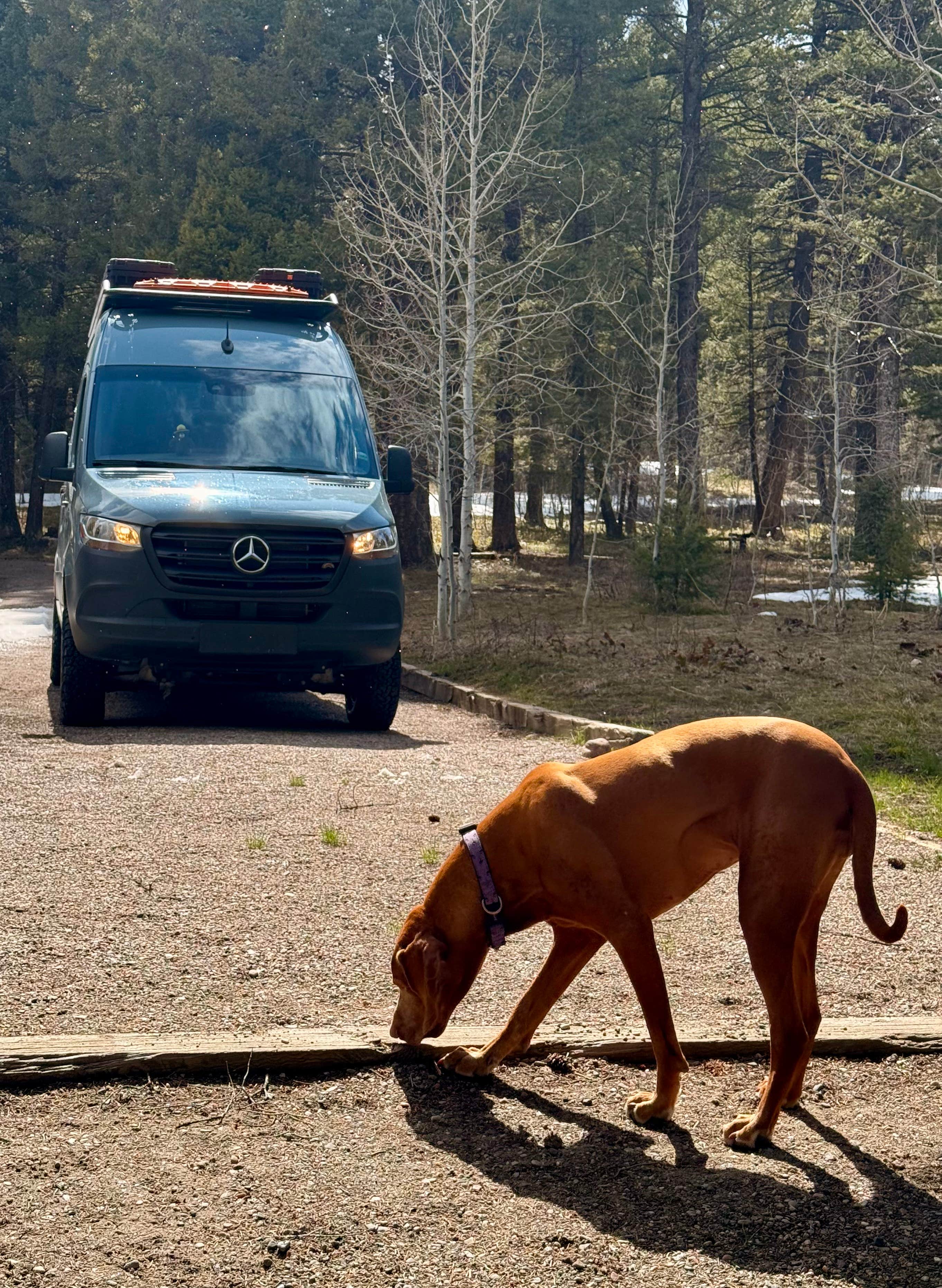 @57overlander C.'s photo of camping with pets at Stoddard Creek Campground near Spencer, ID