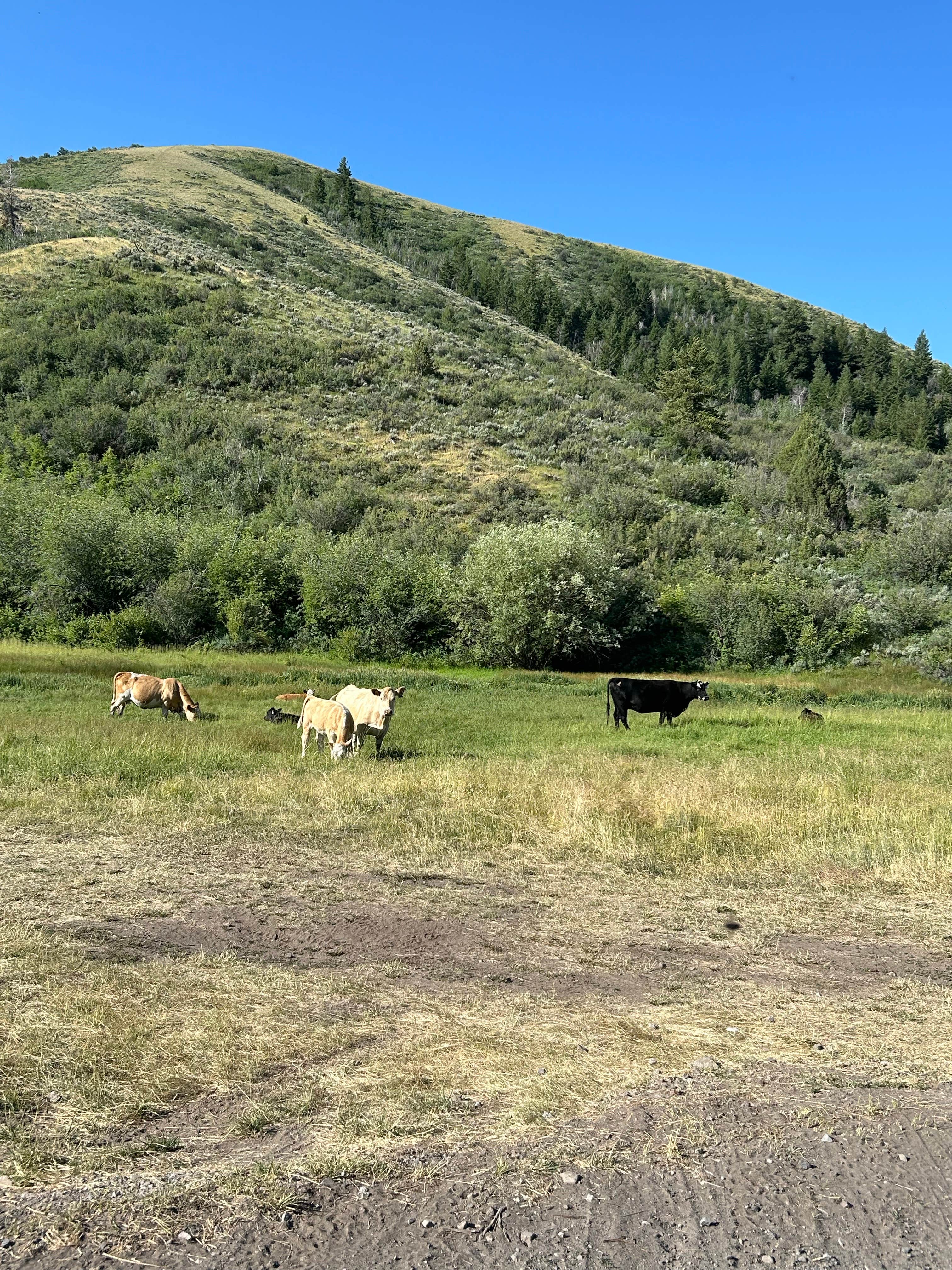 Camper-submitted photo at Sublett Campground near Park Valley, UT