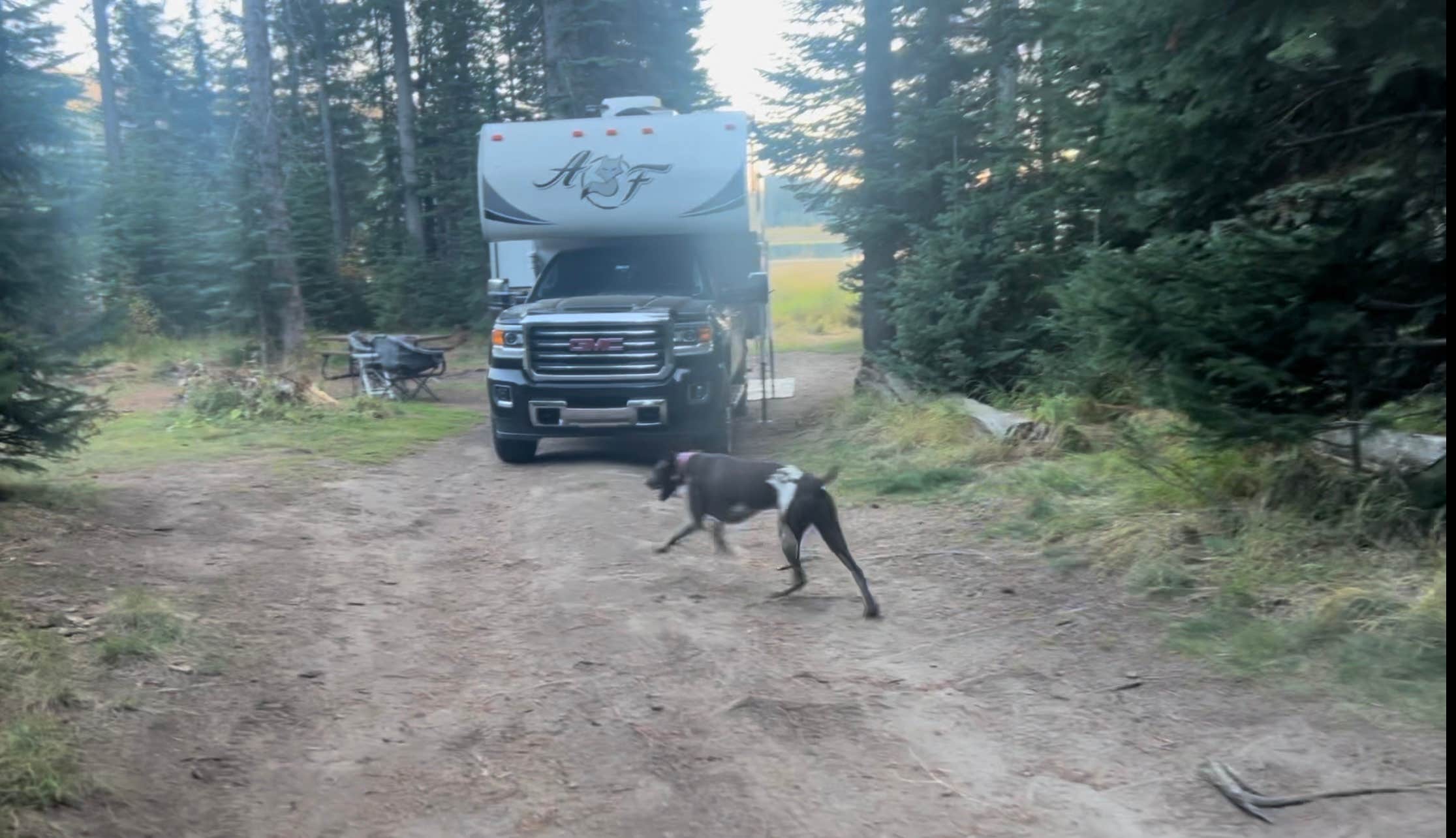 Ronda D.'s photo of camping with pets at Upper Payette Lake Dispersed Camping Area near McCall, ID