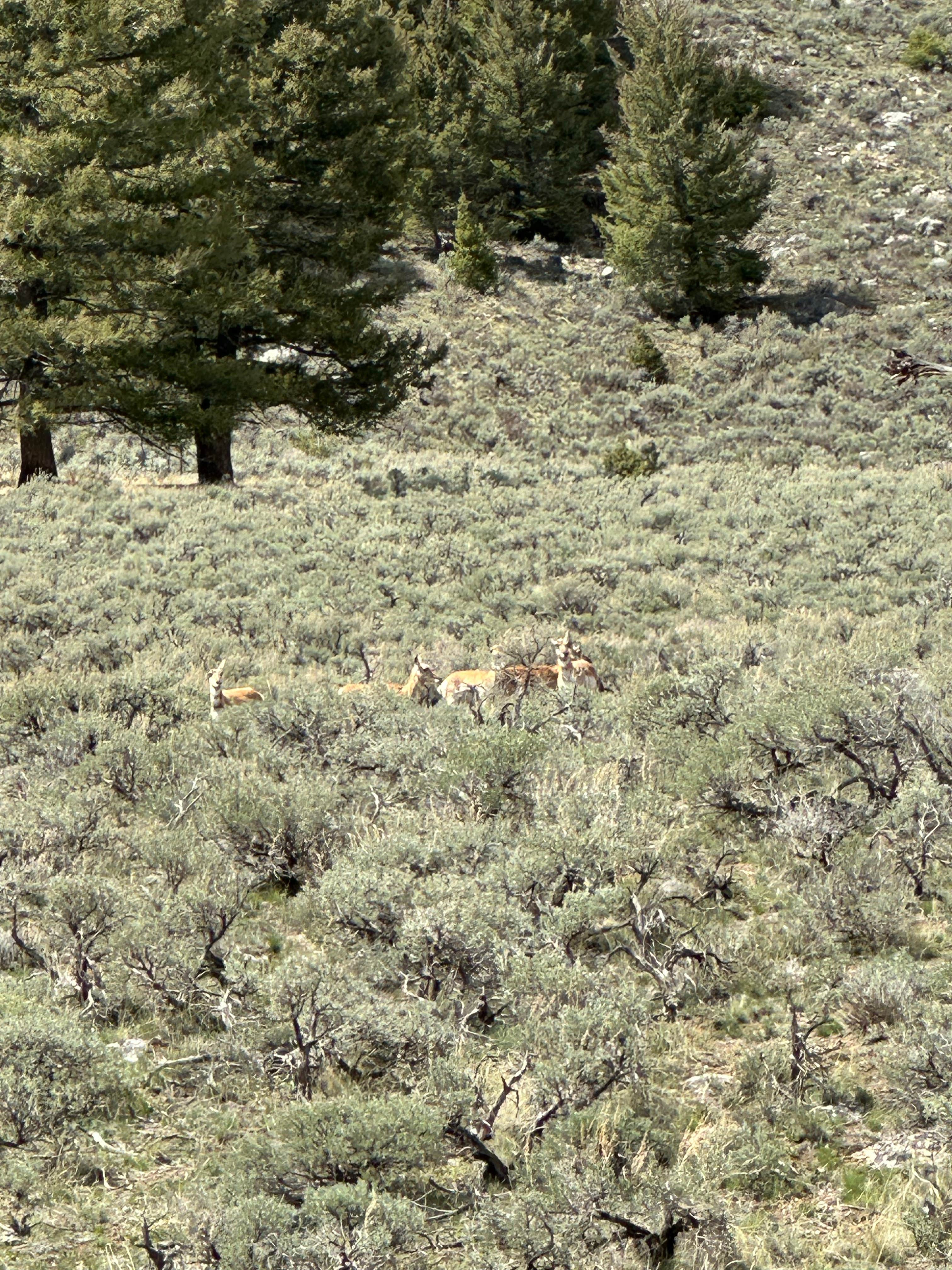 Camper submitted image from Wildhorse Campground - 3