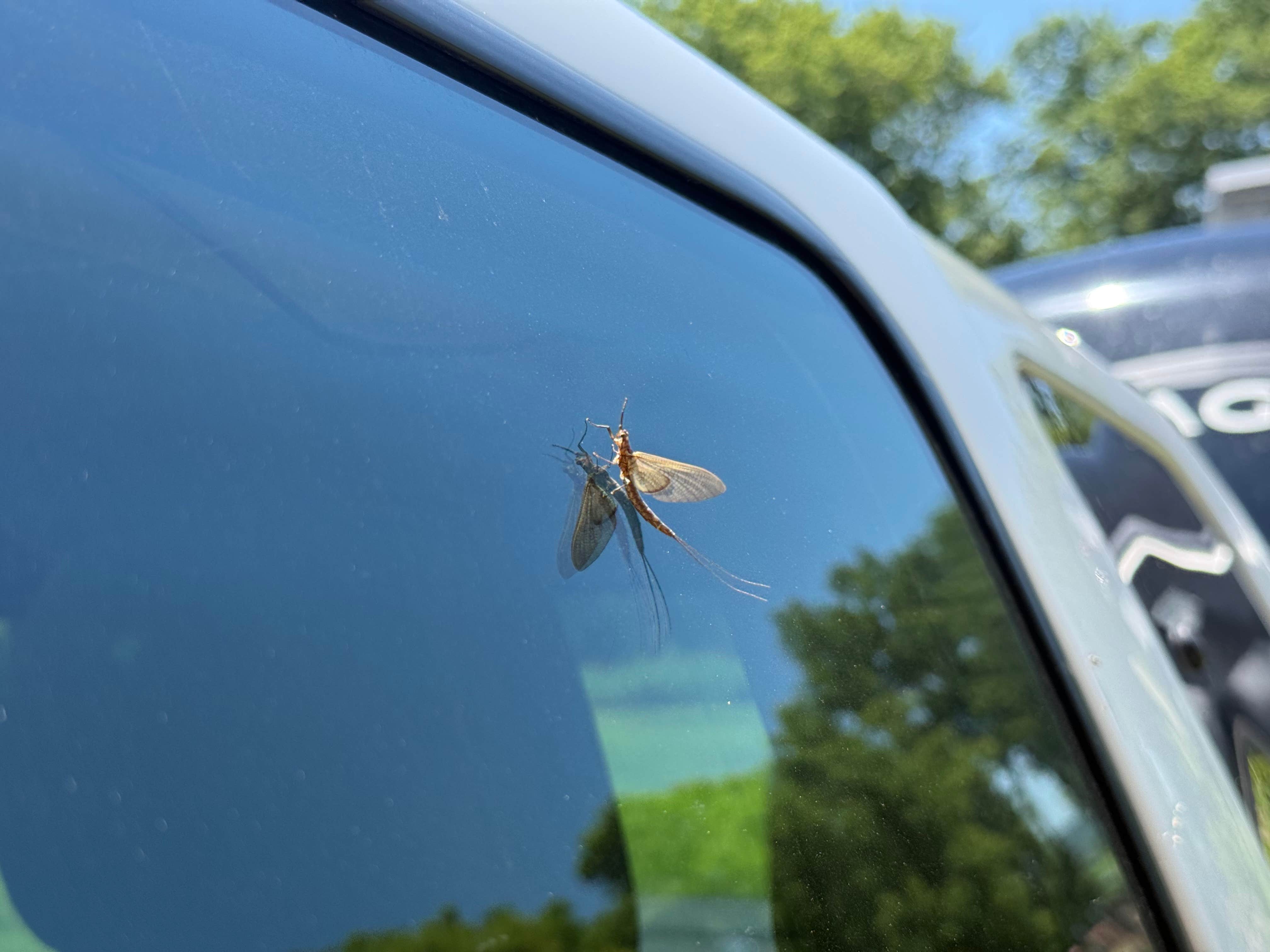 Camper-submitted photo at Blanding Landing near Maquoketa, IA