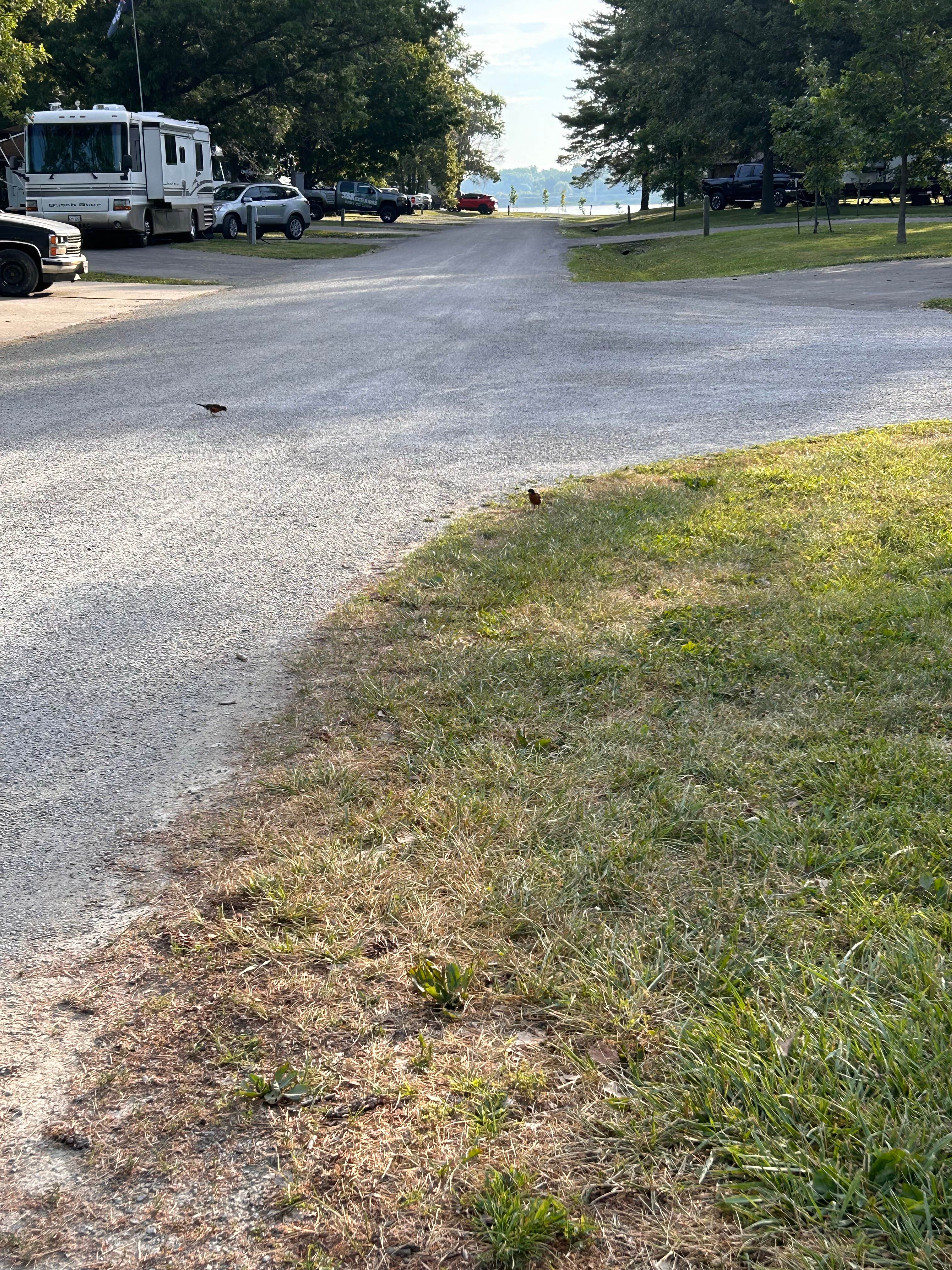 Molly B.'s photo of camping with pets at Boulder Rec. Area - COE Campground near Ramsey, IL