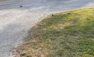 Molly B.'s photo of camping with pets at Boulder Rec. Area - COE Campground near Ramsey, IL