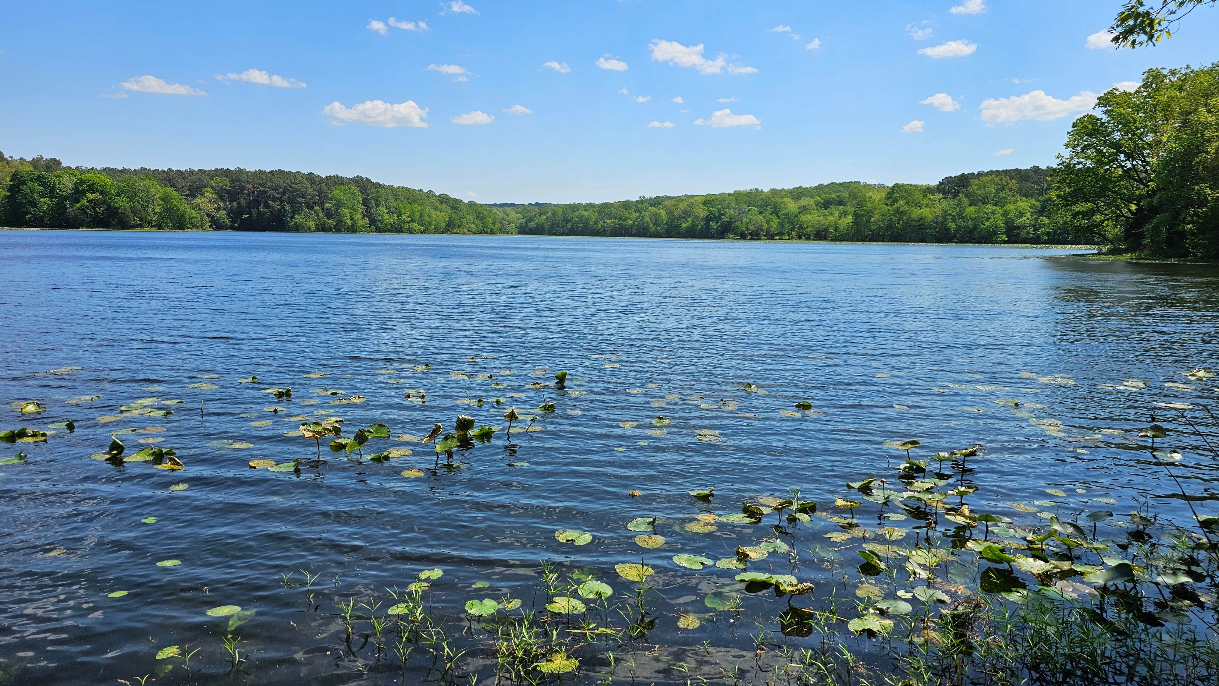 Jamie R.'s photo of a dispersed camping area at Lake Glendale Recreation Area near Ozark, IL